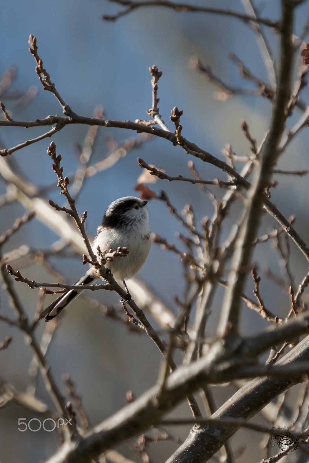 Tamron SP 150-600mm F5-6.3 Di VC USD sample photo. Schwanzmeise, long-tailed tit photography