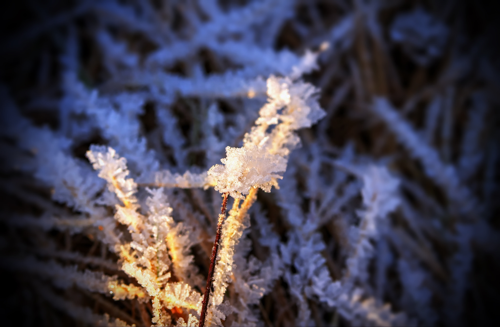 Pentax K-r sample photo. Hoarfrost photography