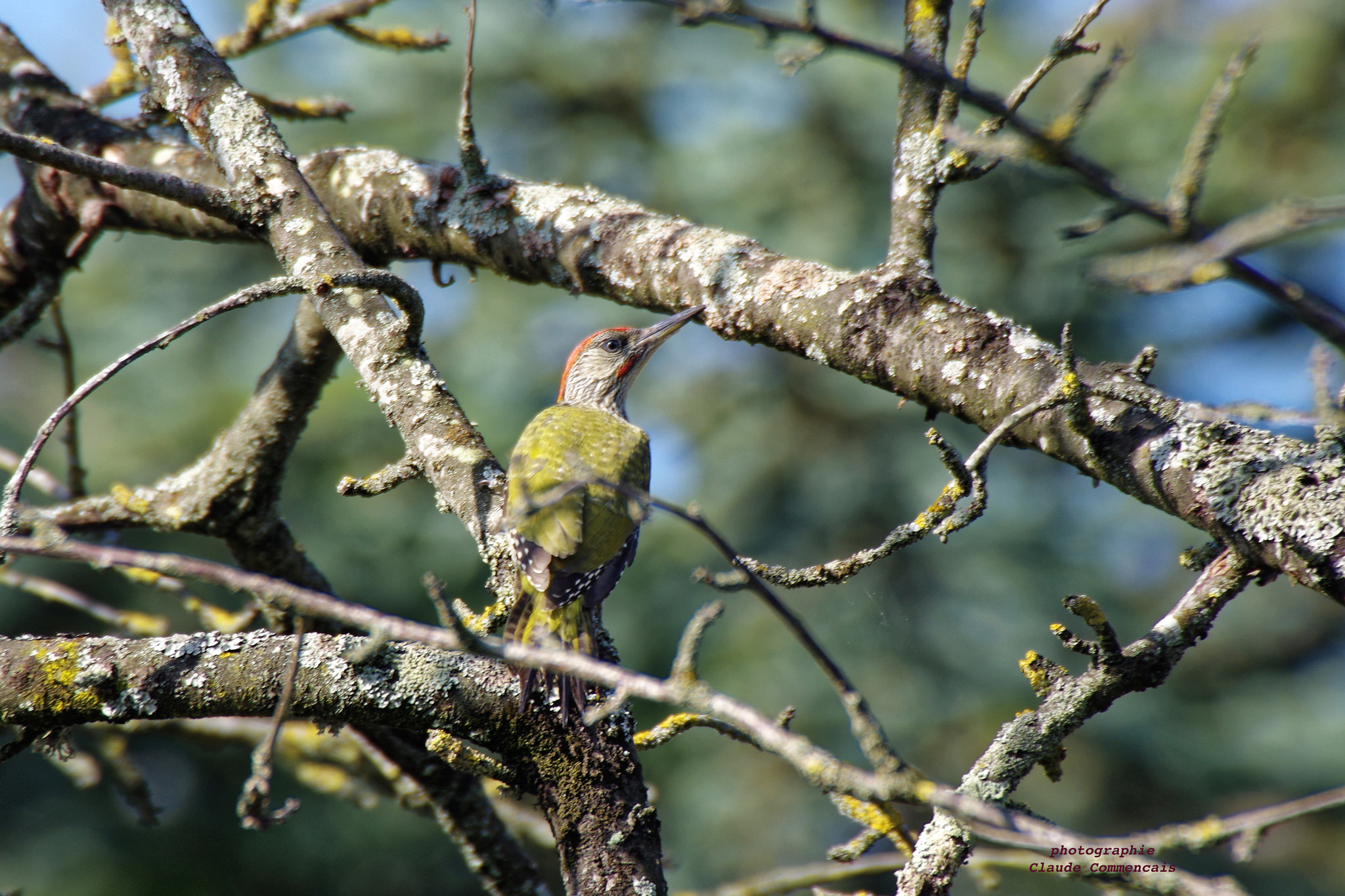 Sigma 50-500mm F4.5-6.3 DG OS HSM sample photo. Pic vert picus viridis photography