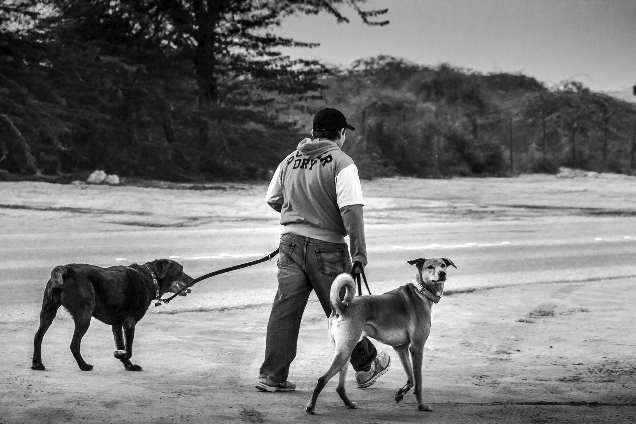 Canon EOS 40D + Sigma 105mm F2.8 EX DG Macro sample photo. Dogs walking photography