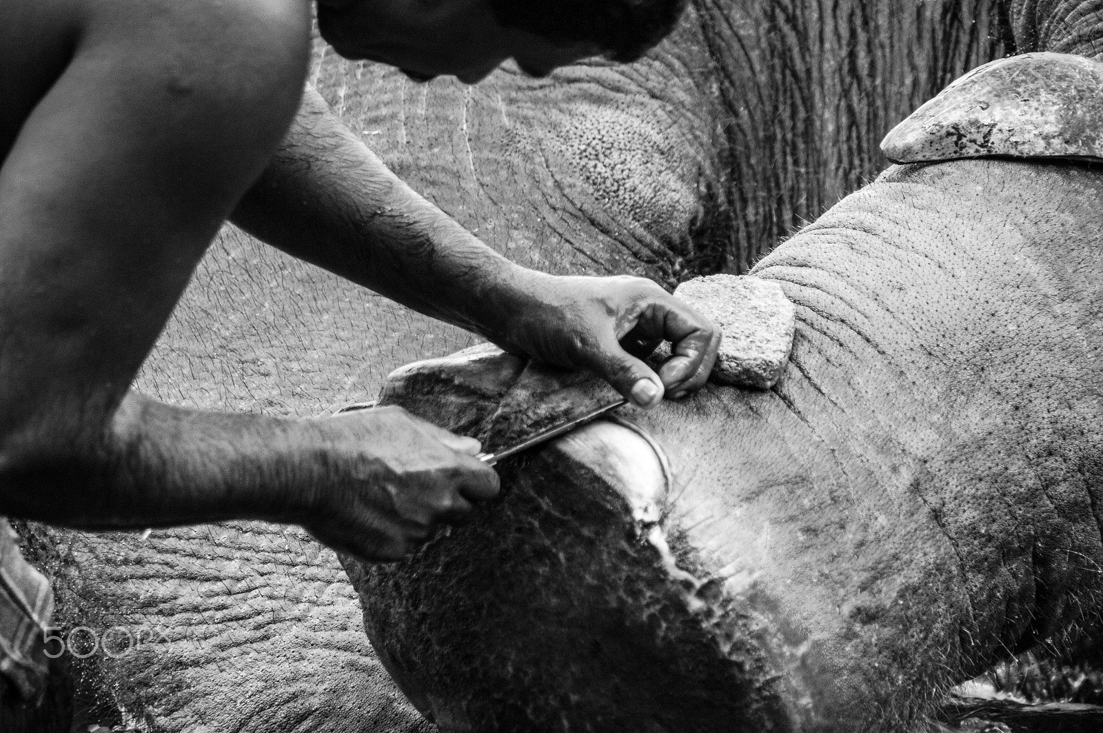 Pentax K-7 sample photo. Elephant pedicure photography