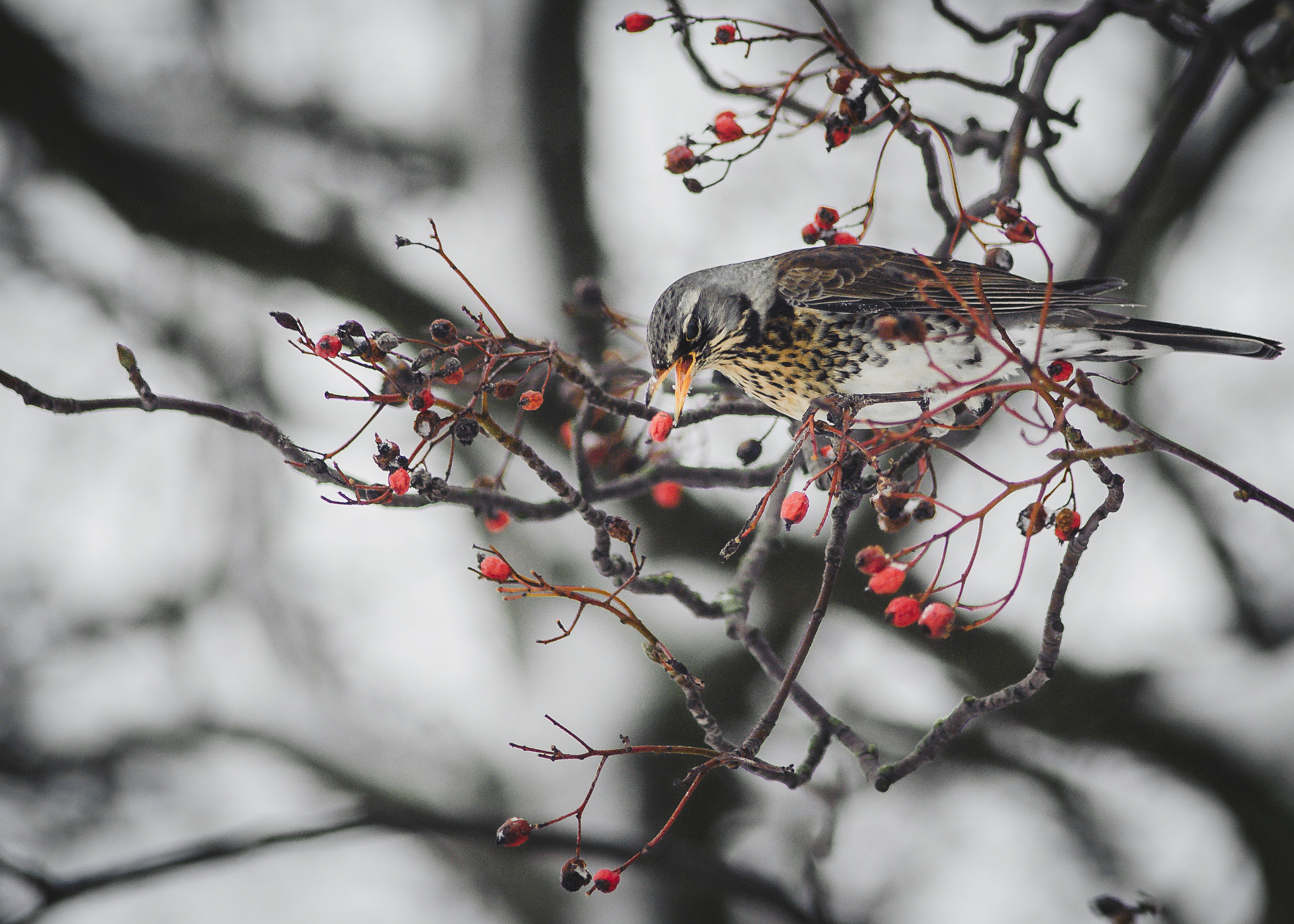 Nikon D700 + AF Nikkor 300mm f/4 IF-ED sample photo. Feeding fieldfare photography