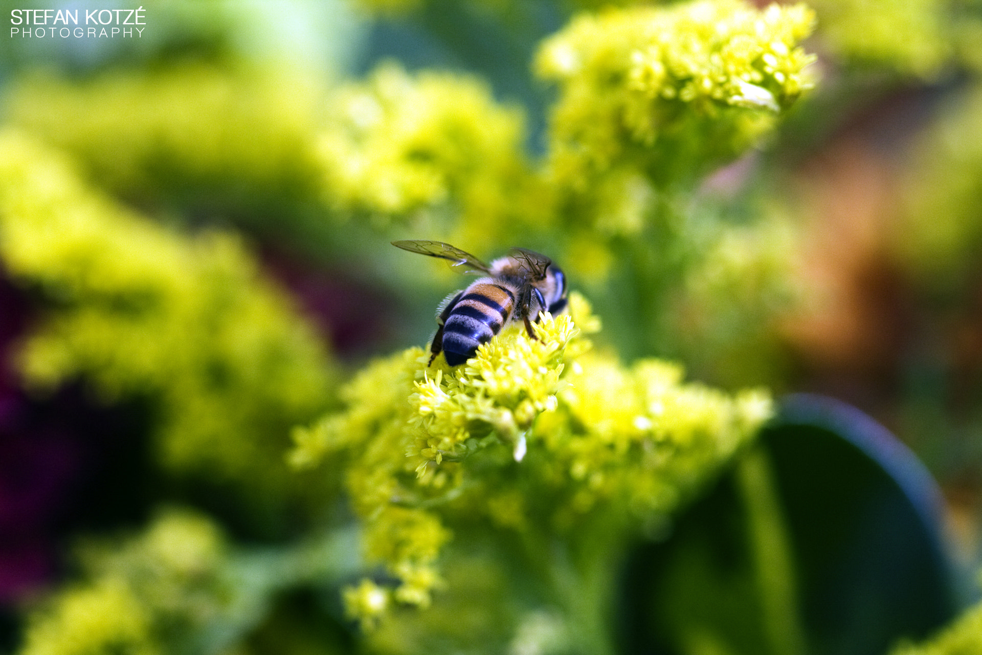 Canon EOS 40D + Canon EF 100mm F2.8 Macro USM sample photo. Life in action photography