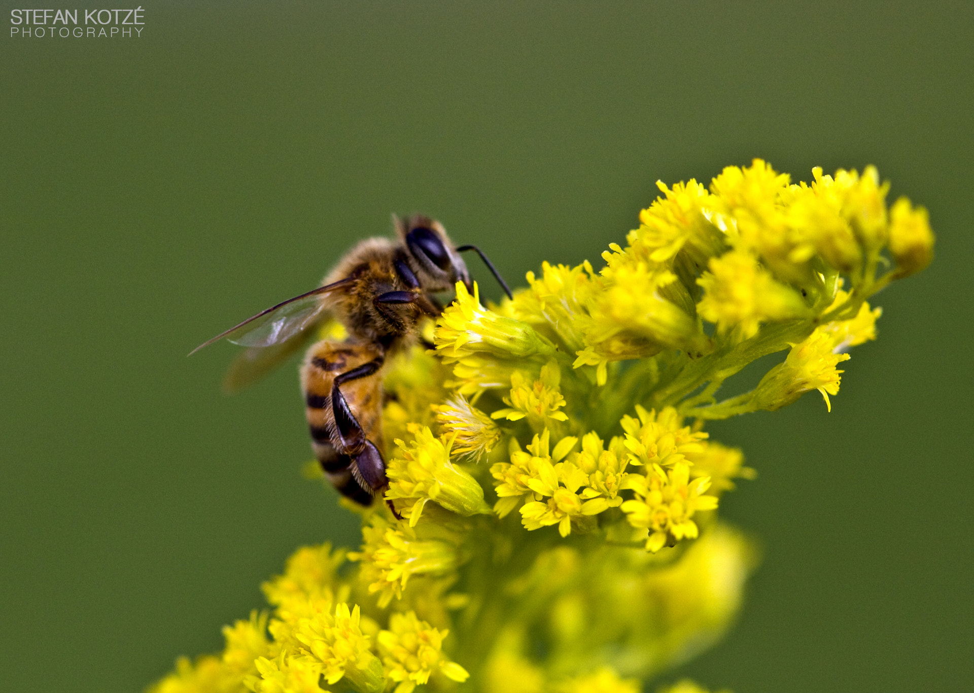 Canon EOS 40D + Canon EF 100mm F2.8 Macro USM sample photo. Life in action photography