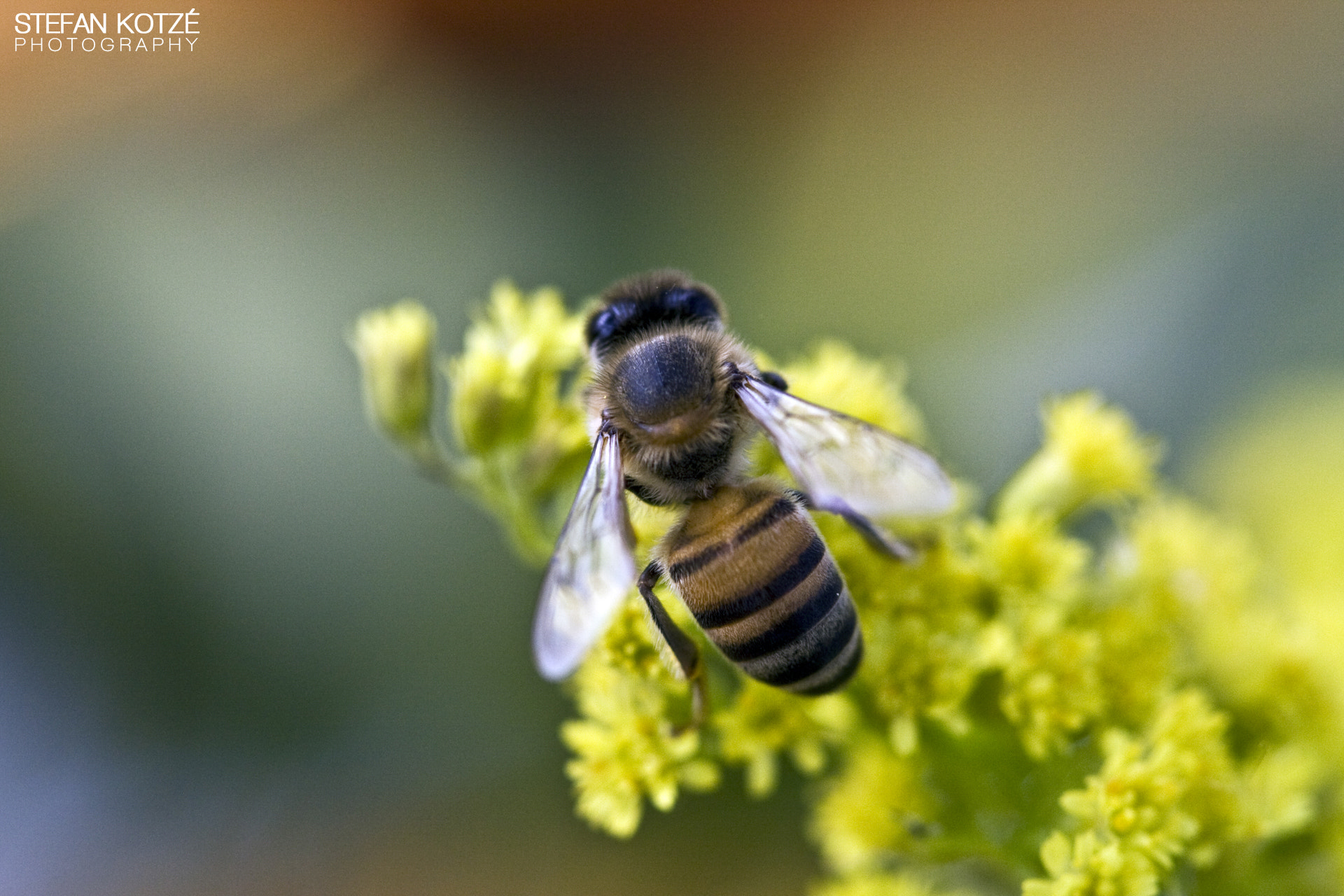 Canon EOS 40D + Canon EF 100mm F2.8 Macro USM sample photo. Life in action photography