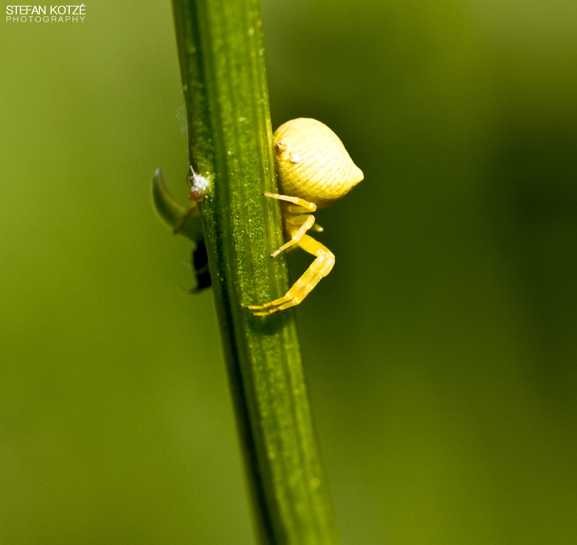 Canon EOS 40D + Canon EF 100mm F2.8 Macro USM sample photo. Attached photography