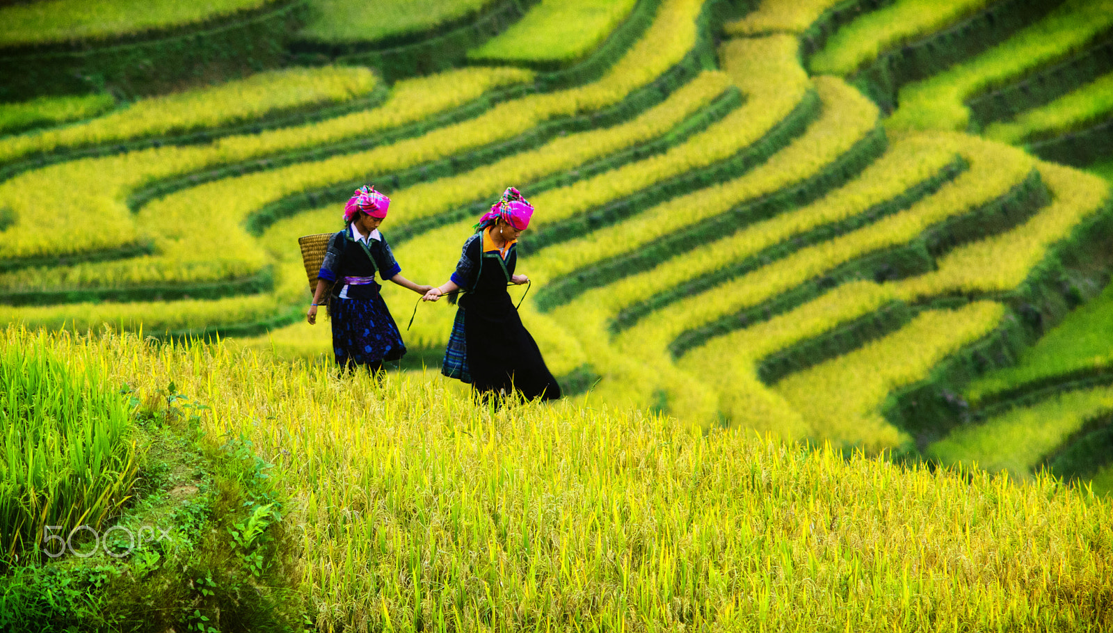 Nikon D2Xs + AF Zoom-Nikkor 70-210mm f/4 sample photo. Two hmong girl ethnic on terraced rice field photography