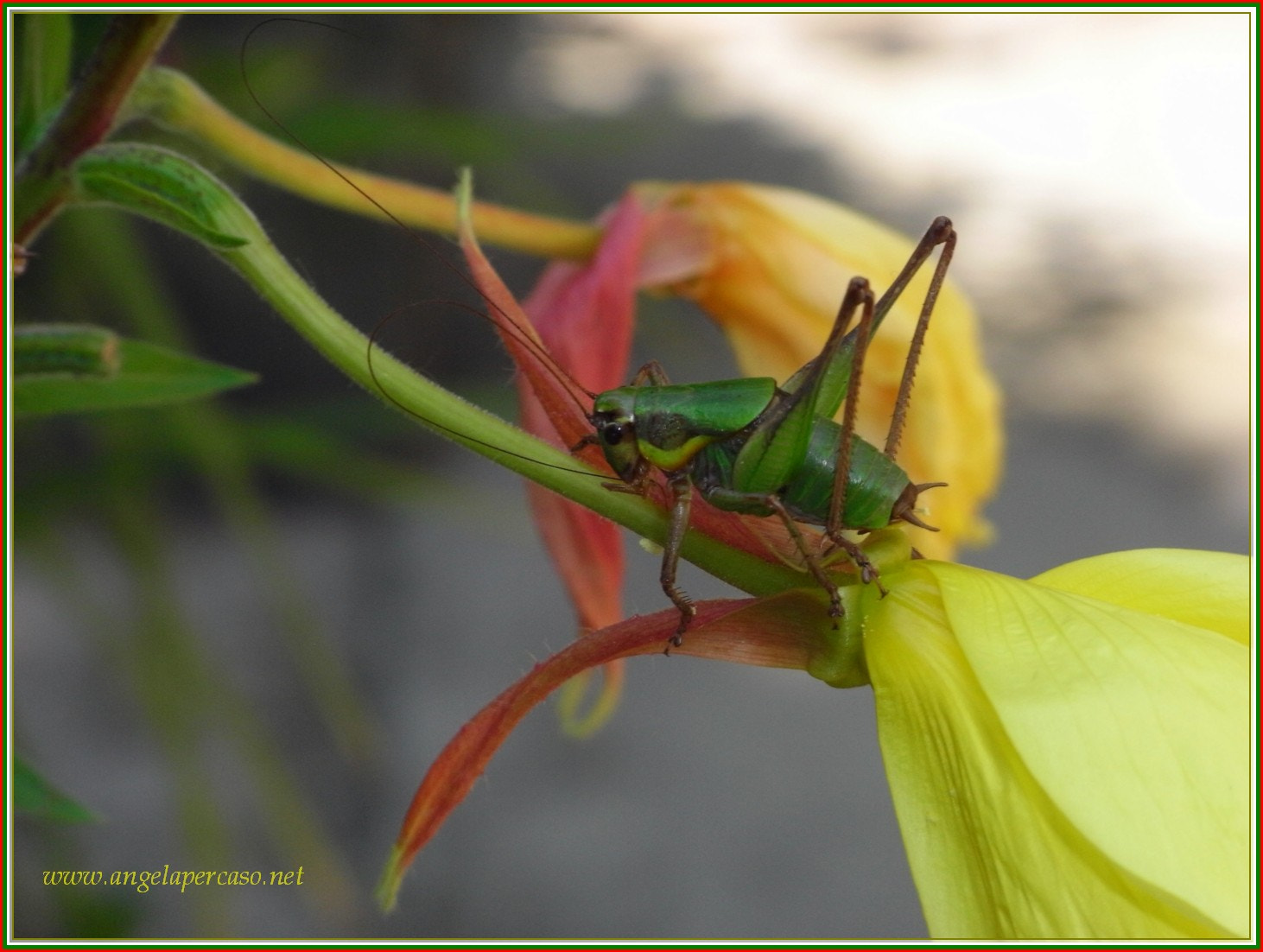 Ricoh Caplio R7 sample photo. Cavalletta affamata photography