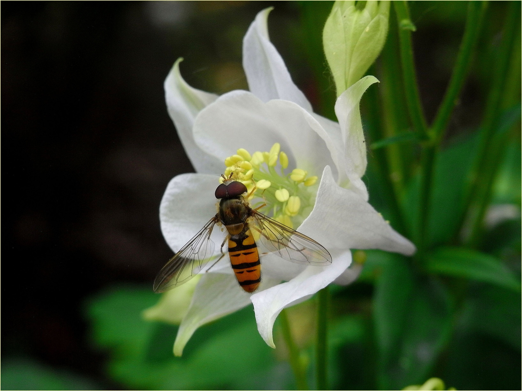 Ricoh Caplio R7 sample photo. Ape su aquilegia bianca photography