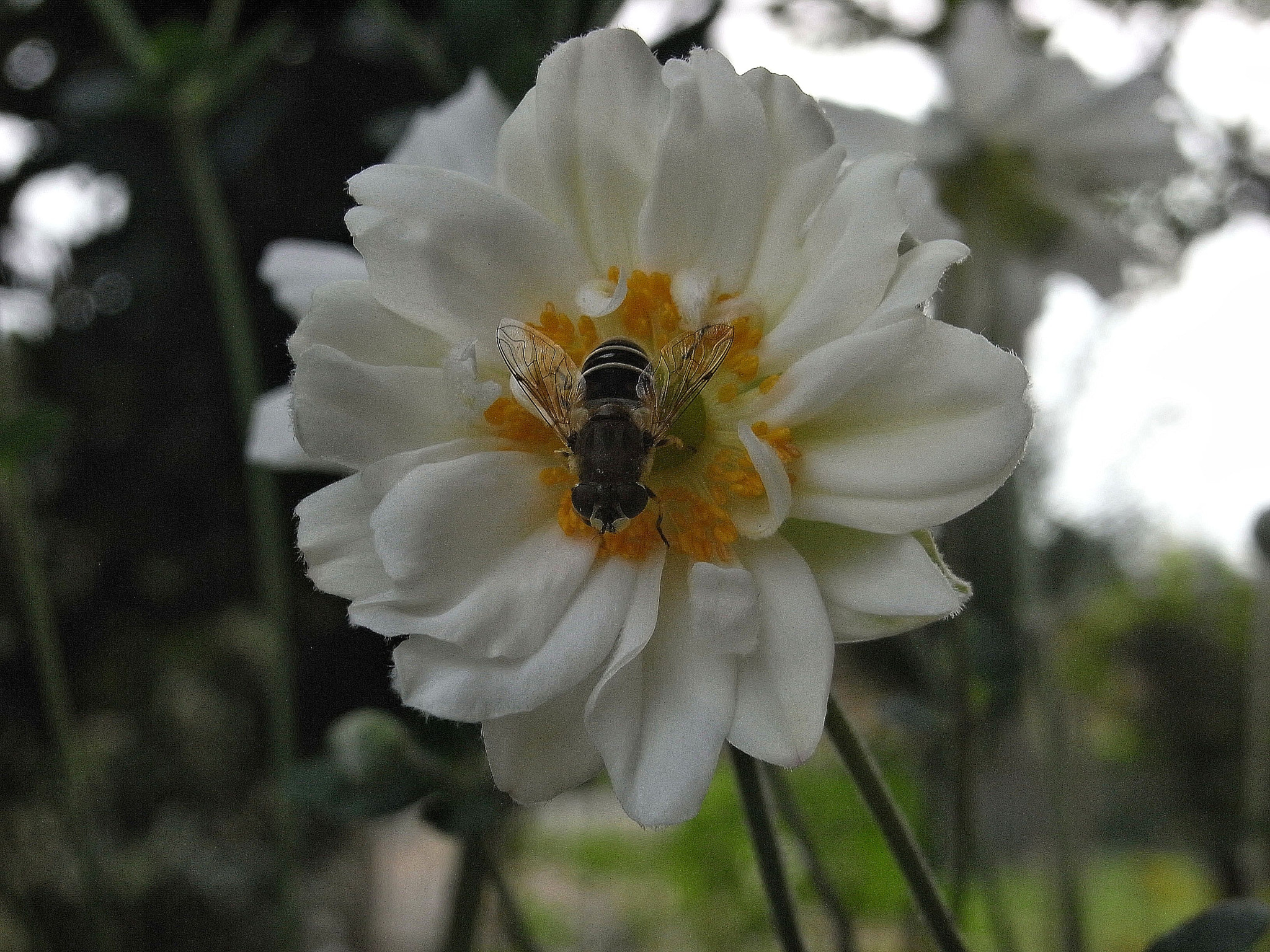 Ricoh Caplio R7 sample photo. Ape su anemone giapponese photography