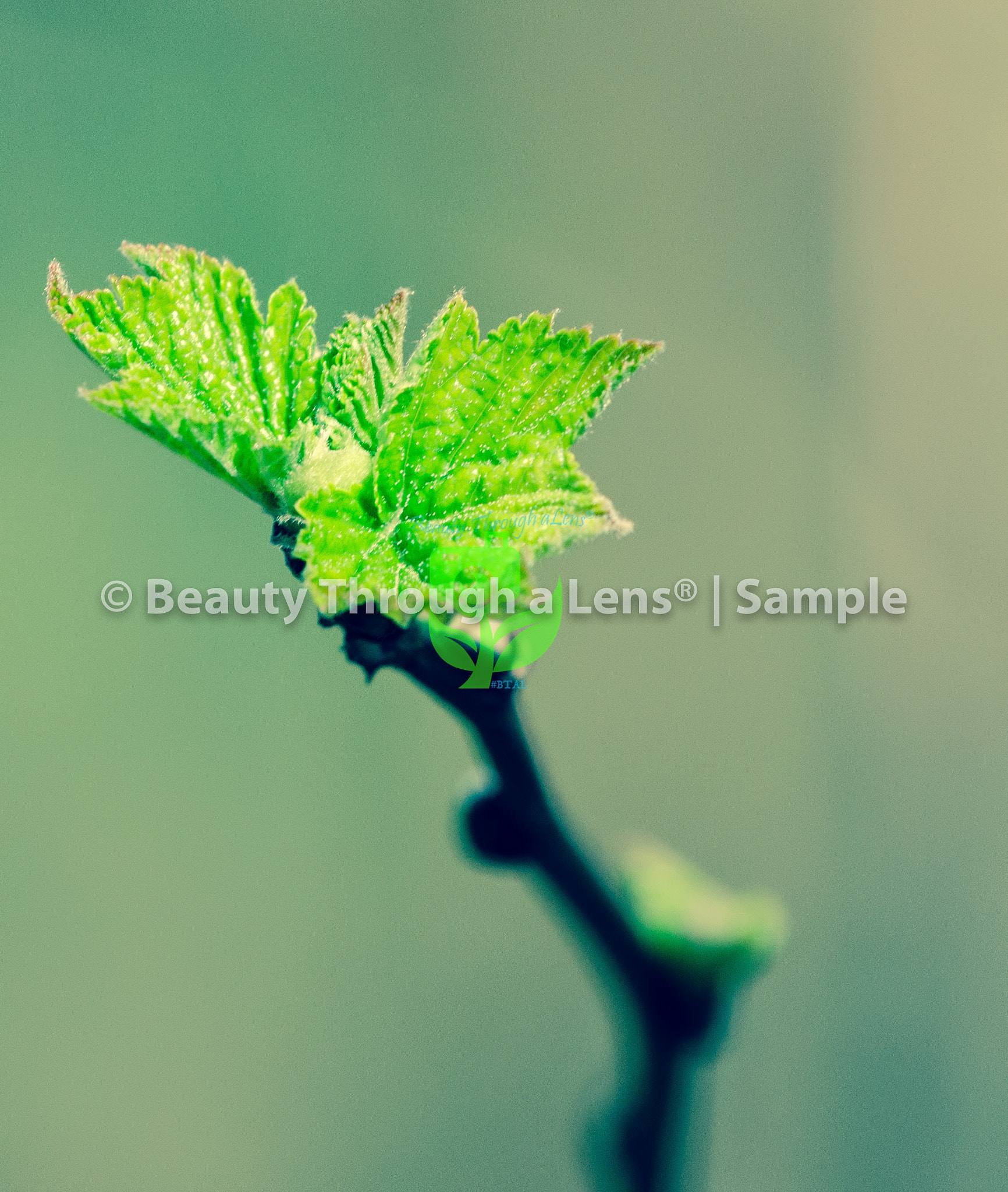 Nikon AF-S Nikkor 70-200mm F4G ED VR sample photo. Beauty through a lens portfolio photography