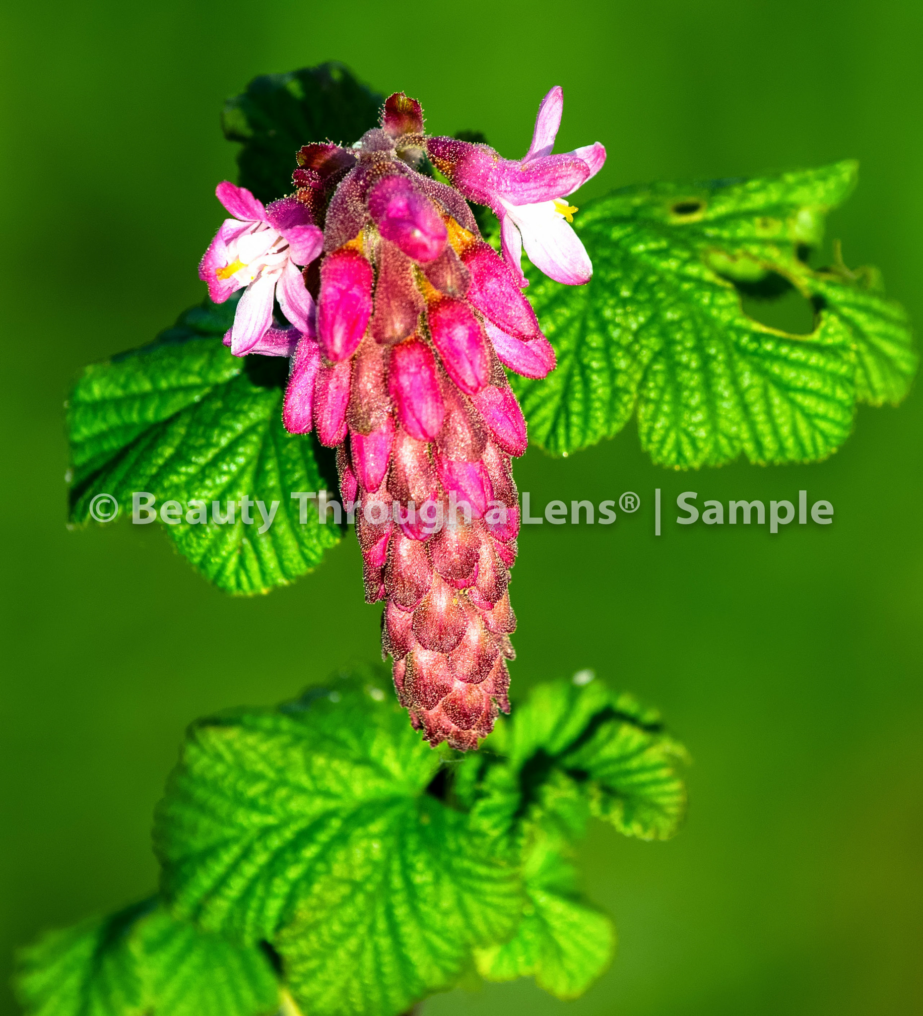 Nikon AF-S Nikkor 70-200mm F4G ED VR sample photo. Beauty through a lens portfolio photography