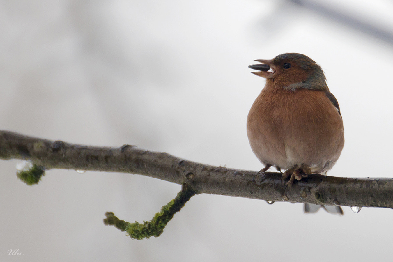 Canon EF 70-200mm F2.8L USM sample photo. Buchfink (fringilla coelebs) photography