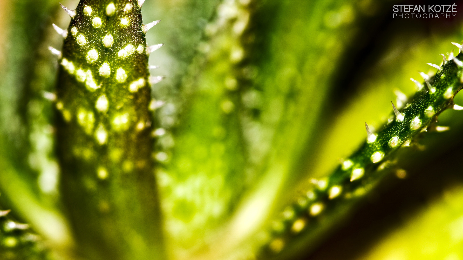 Canon EOS 40D + Canon EF 100mm F2.8 Macro USM sample photo. Sharp as nails photography