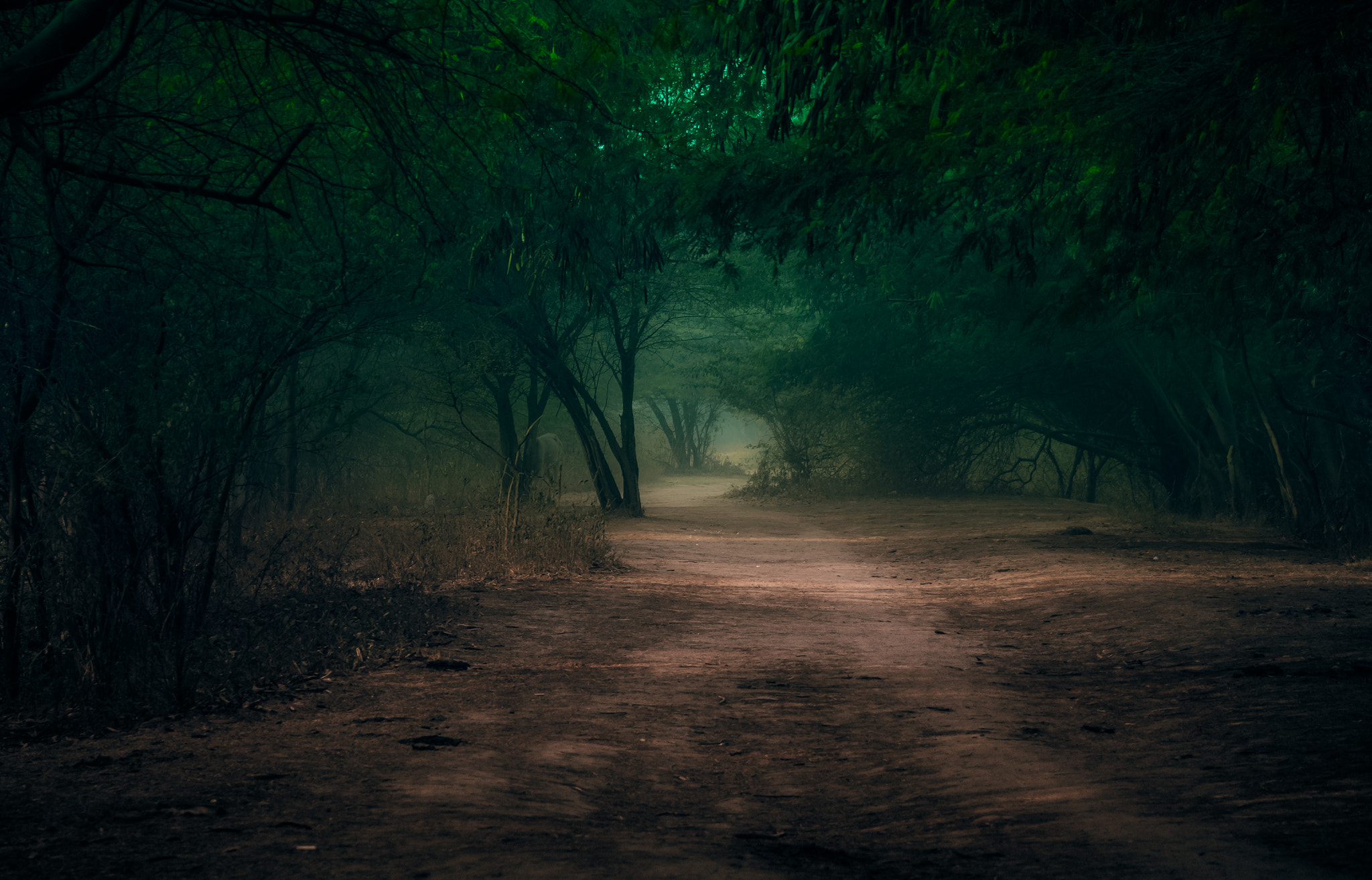 Canon EF 80-200mm F4.5-5.6 II sample photo. Misty woods photography
