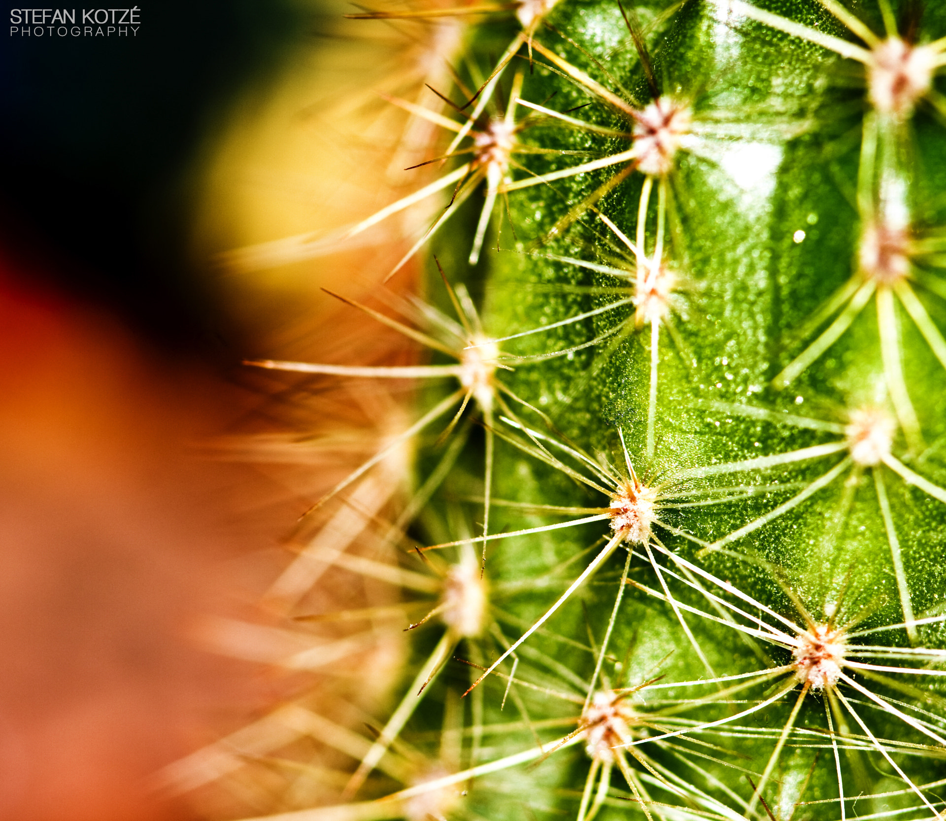 Canon EOS 40D + Canon EF 100mm F2.8 Macro USM sample photo. Pricked photography