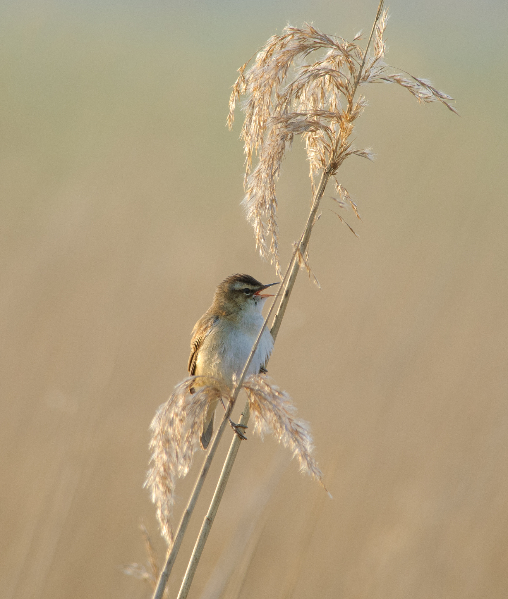 Nikon D2X + Nikon AF-S Nikkor 300mm F4D ED-IF sample photo. Rietzanger photography