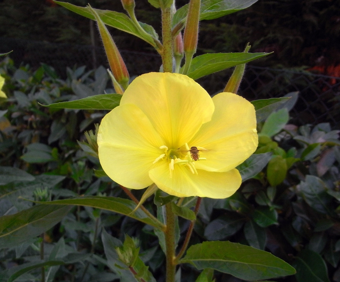 Ricoh Caplio R7 sample photo. Enotera (rapunzia) photography