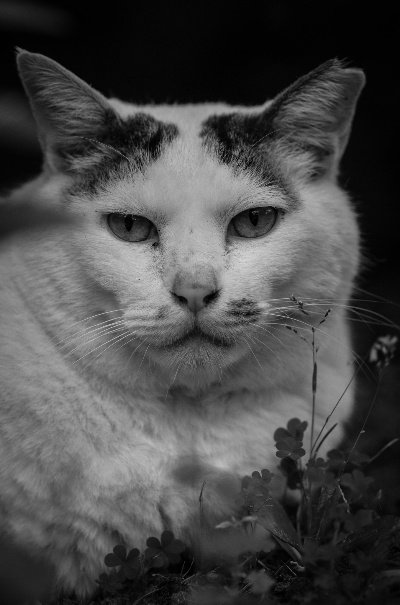 Pentax smc D-FA 100mm F2.8 Macro WR sample photo. Fatty cat photography