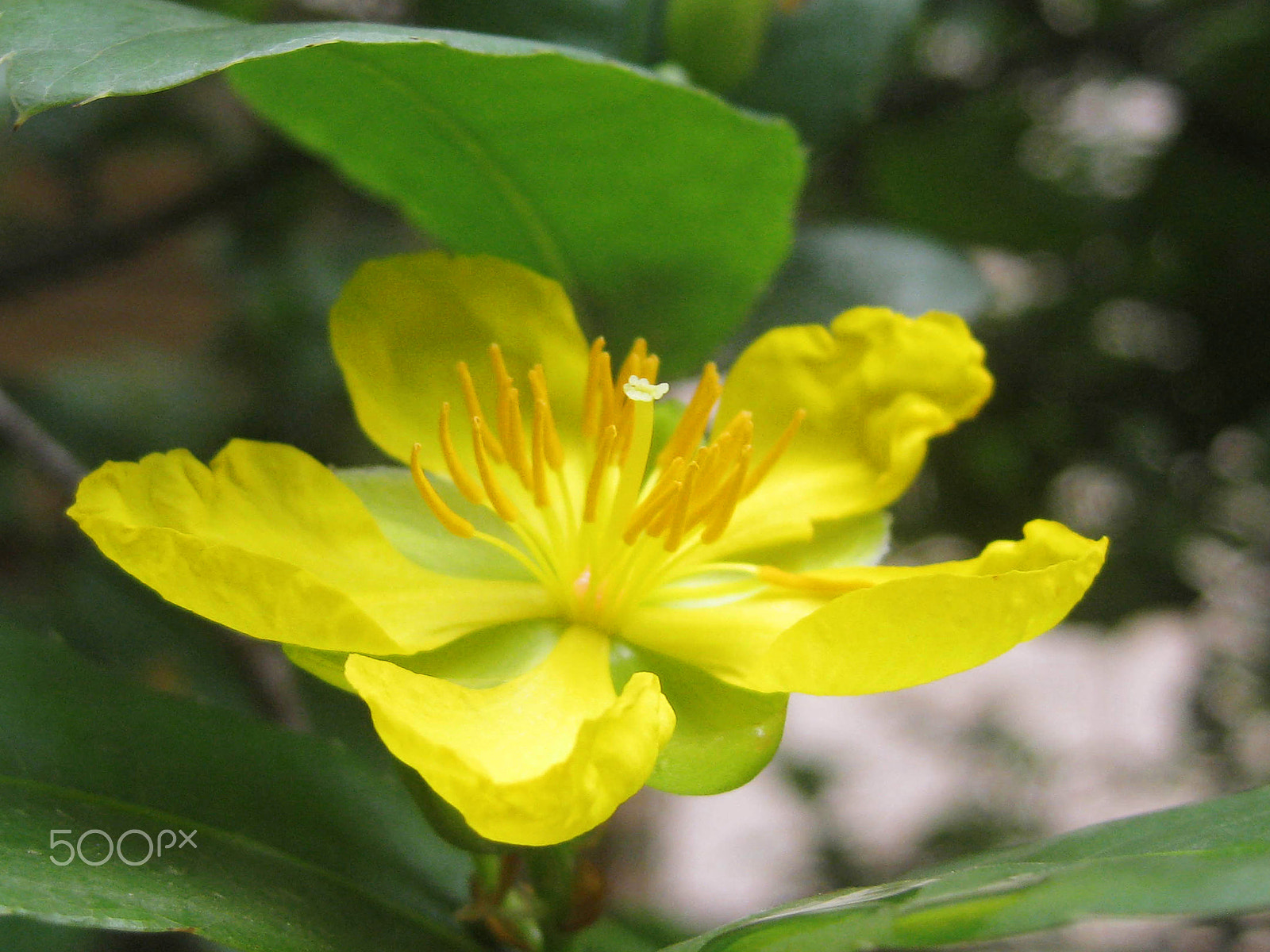 Canon PowerShot SD770 IS (Digital IXUS 85 IS / IXY Digital 25 IS) sample photo. Spring photography