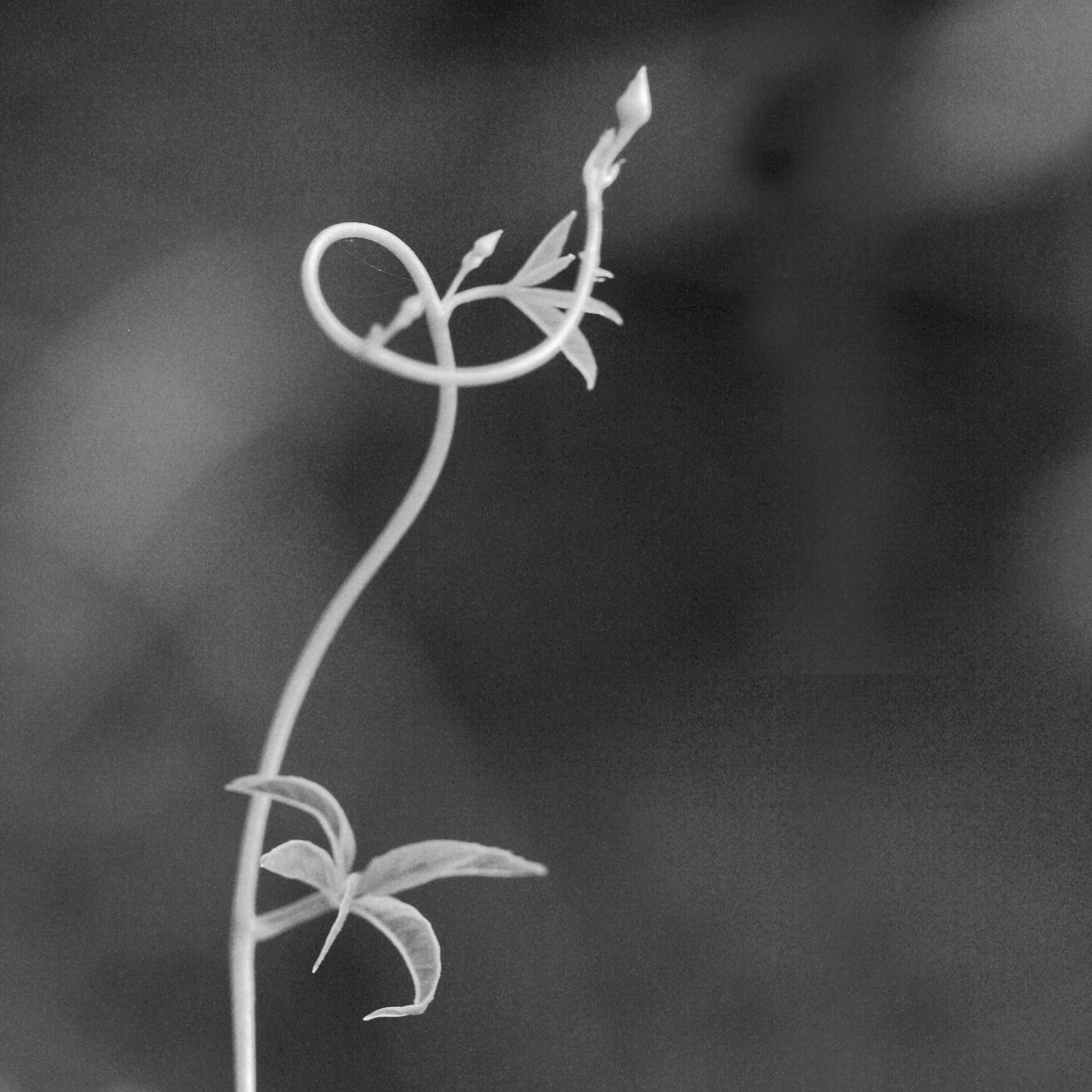 Canon EOS 1000D (EOS Digital Rebel XS / EOS Kiss F) + Canon EF 100mm F2.8L Macro IS USM sample photo. Graceful twine, india photography