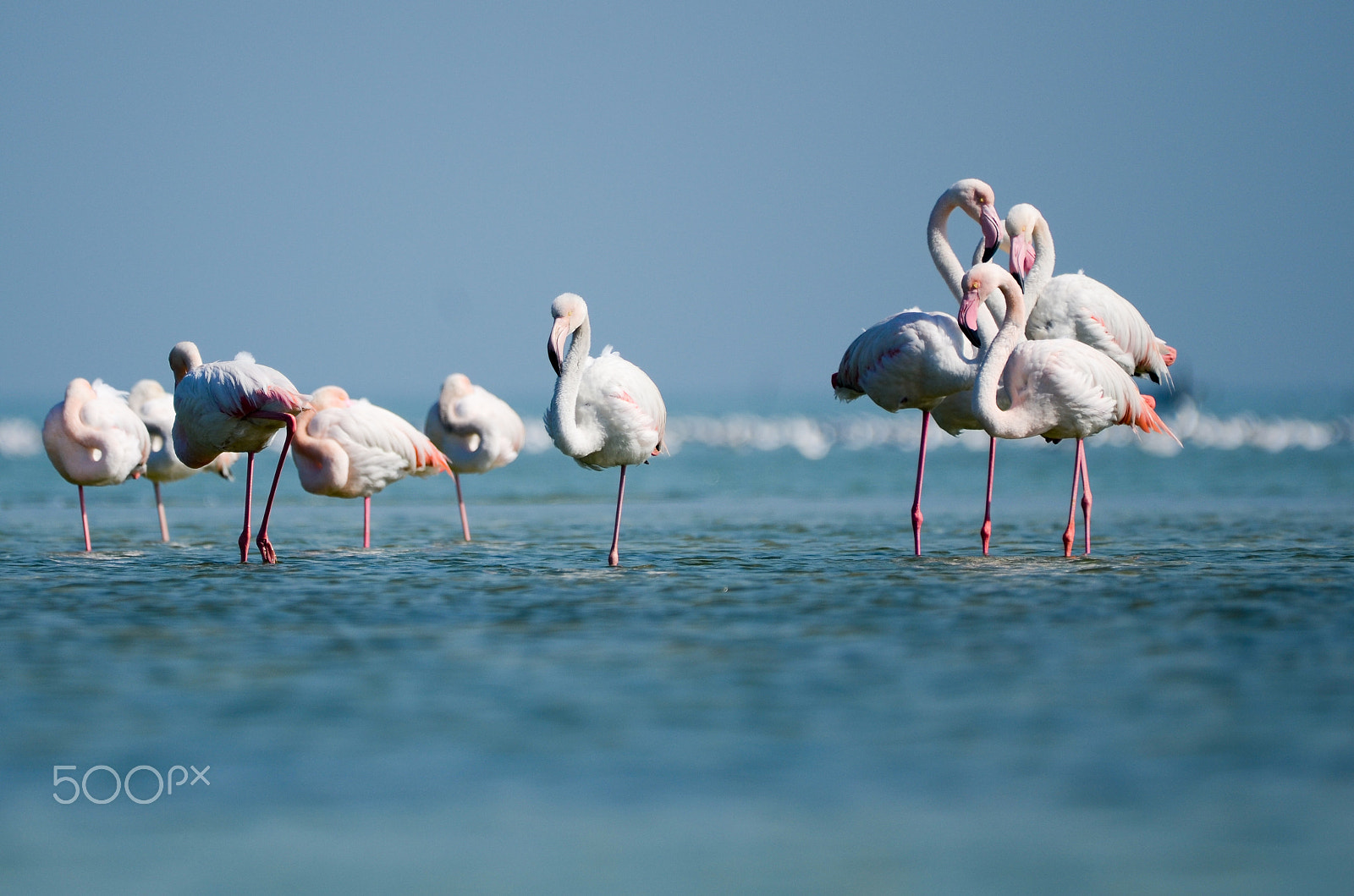 Nikon D7000 + AF Nikkor 35mm f/2 sample photo. Flamingo photography