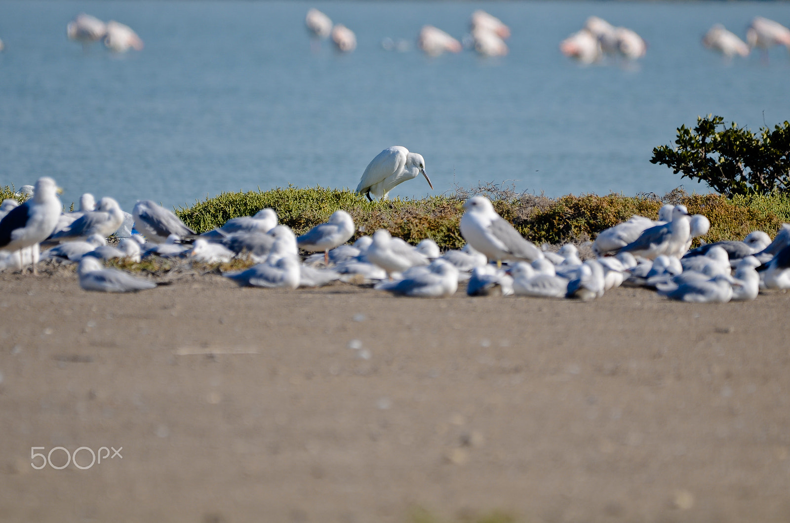 Nikon D7000 + Sigma 24mm F1.8 EX DG Aspherical Macro sample photo. Sea birds photography