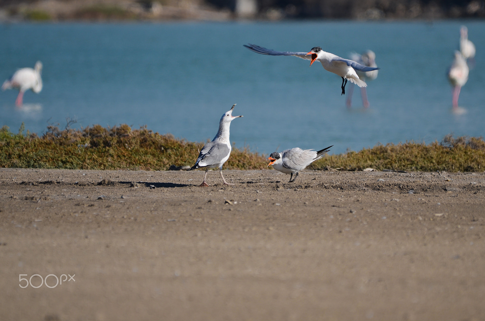 Nikon D7000 + Nikkor 500mm f/4 P ED IF sample photo. Common tern photography