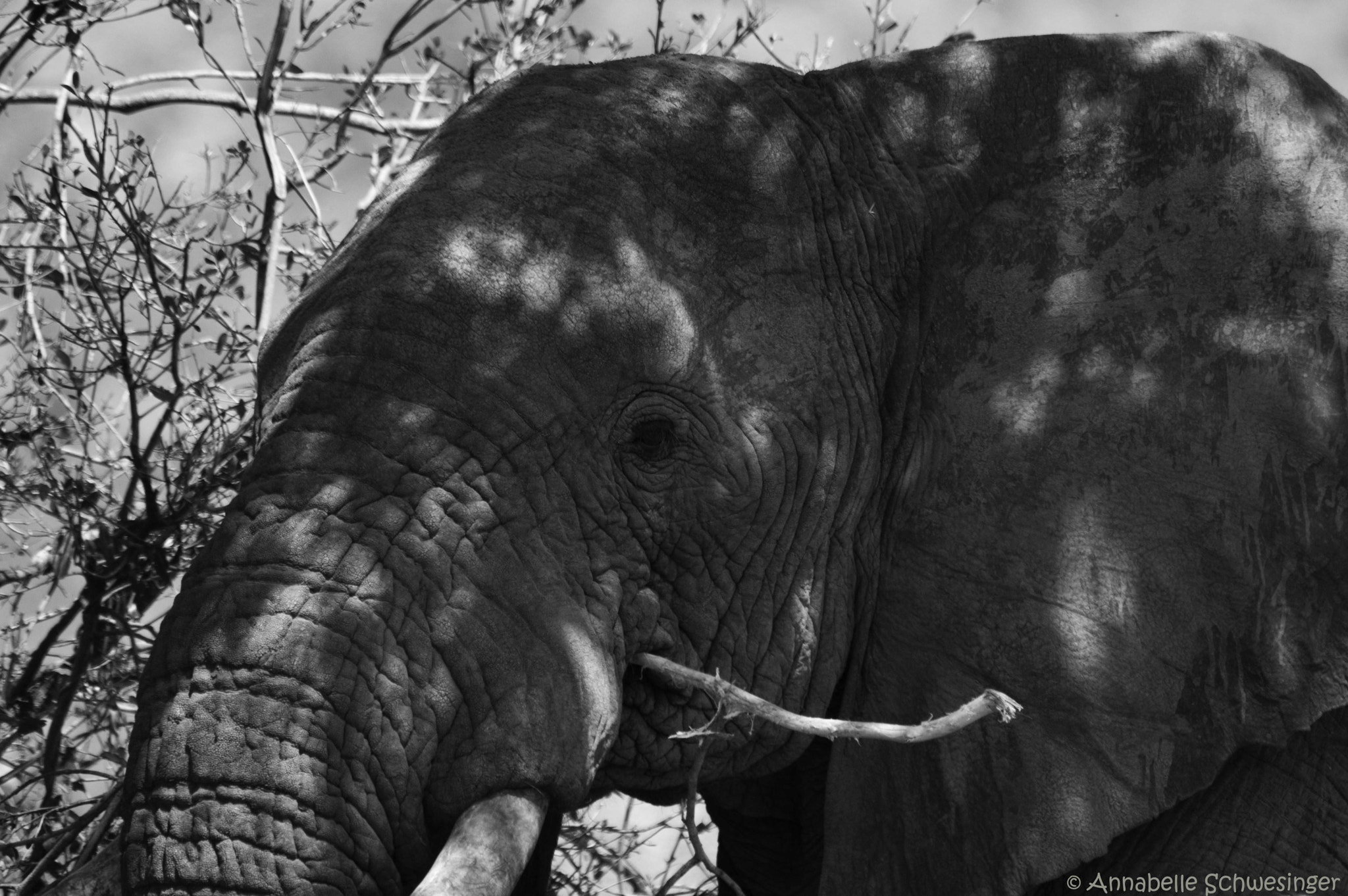 Pentax K-3 sample photo. Elefant photography