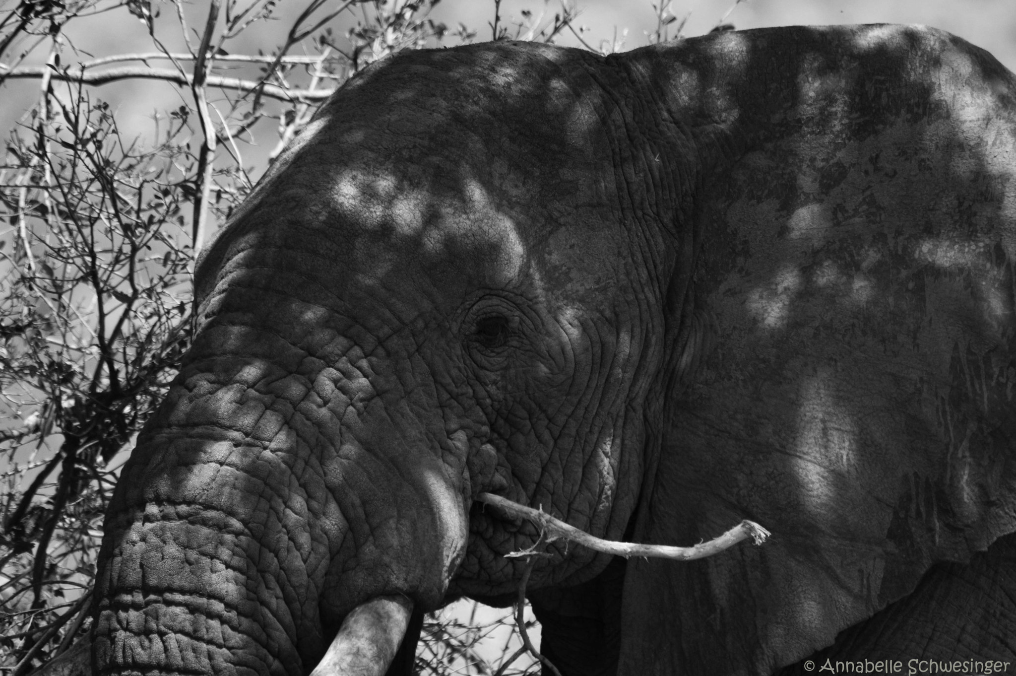 Sigma 150-500mm F5-6.3 DG OS HSM sample photo. Elefant photography