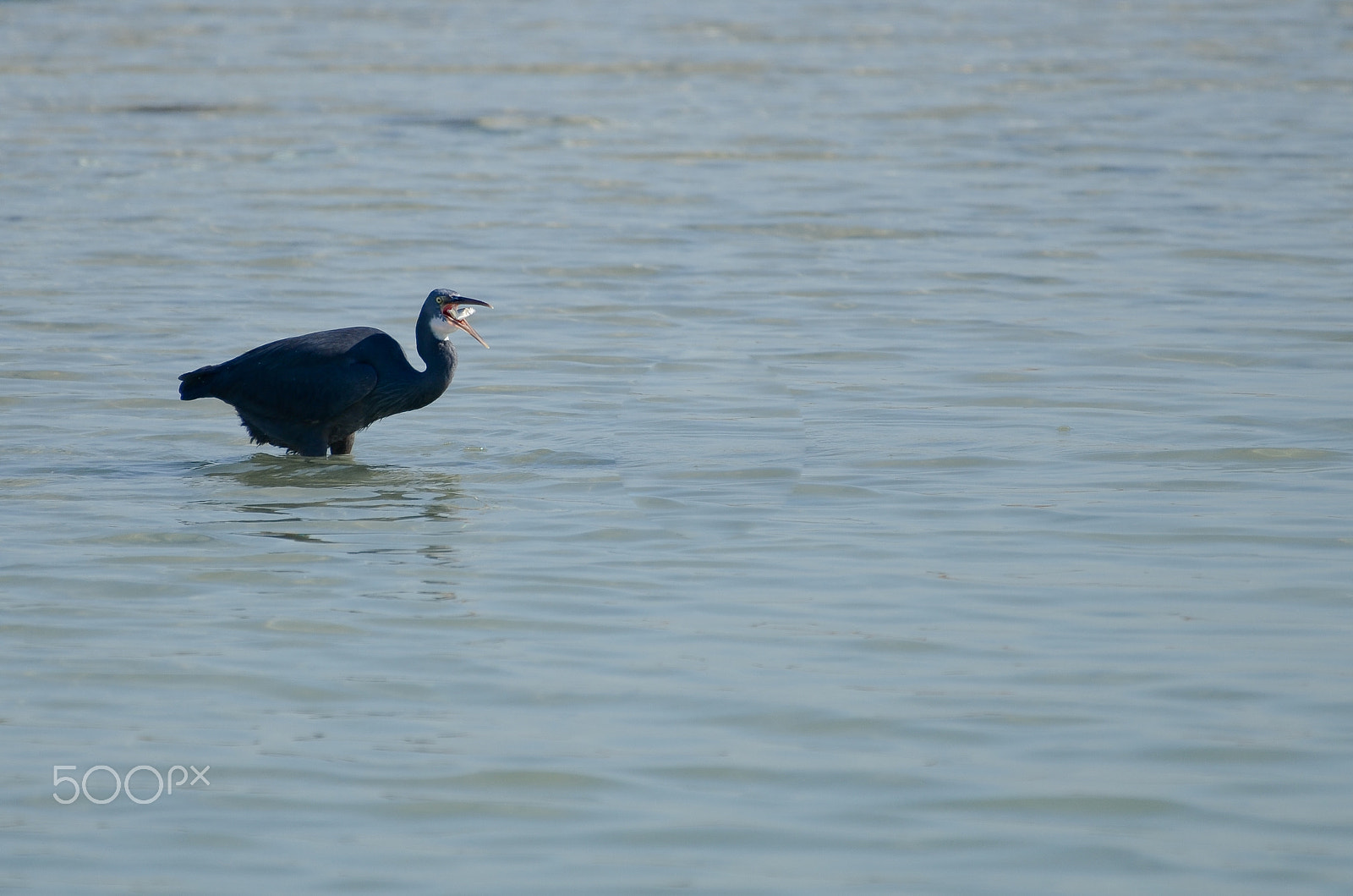 Nikon D7000 + Zeiss Milvus 85mm f/1.4 sample photo. Pacific reef heron photography