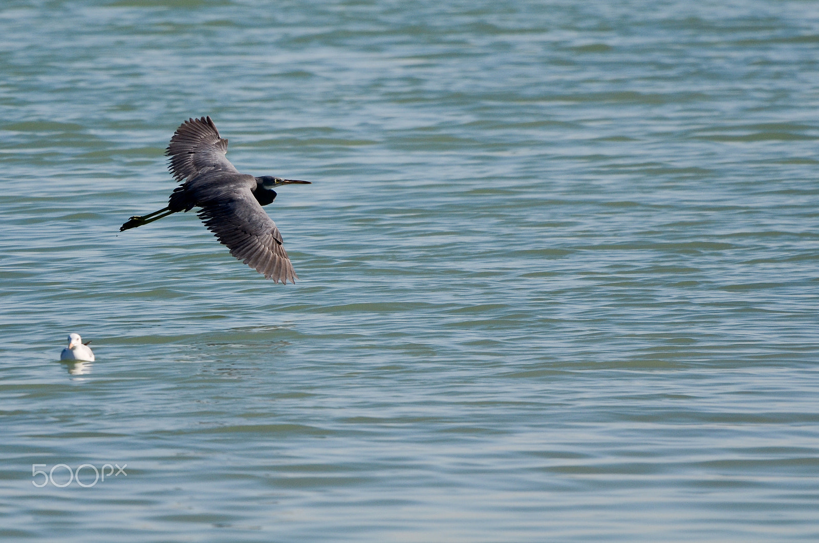 Nikon AF-S Nikkor 18-35mm F3.5-4.5G ED sample photo. Pacific reef heron photography