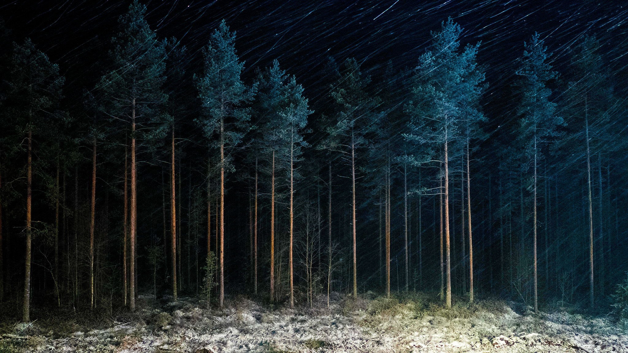 LEICA DG SUMMILUX 15/F1.7 sample photo. Forest somewhere in northern finland photography