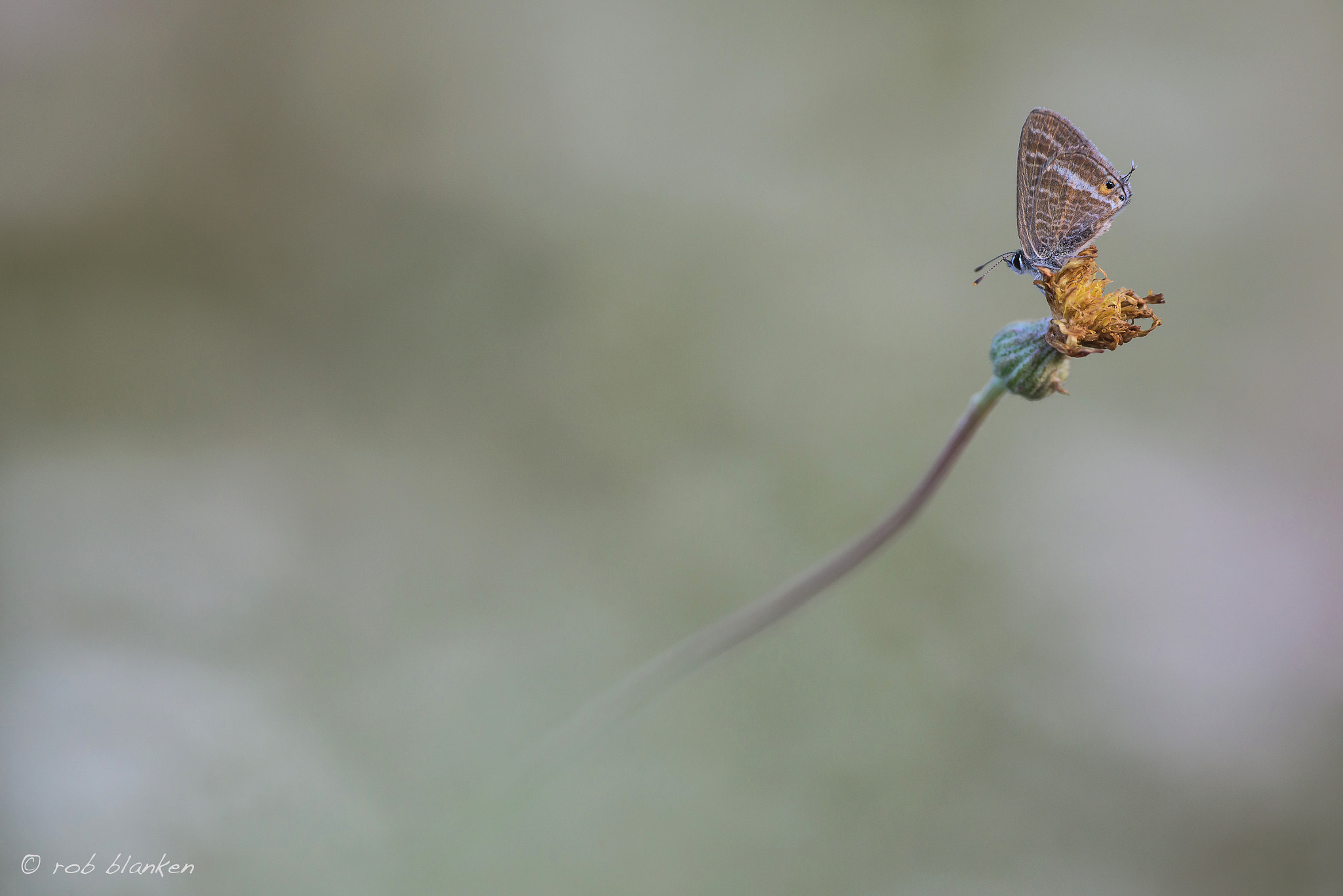 Nikon D810 + Nikon AF-S DX Nikkor 18-55mm F3.5-5.6G II sample photo. Long-tailed blue photography