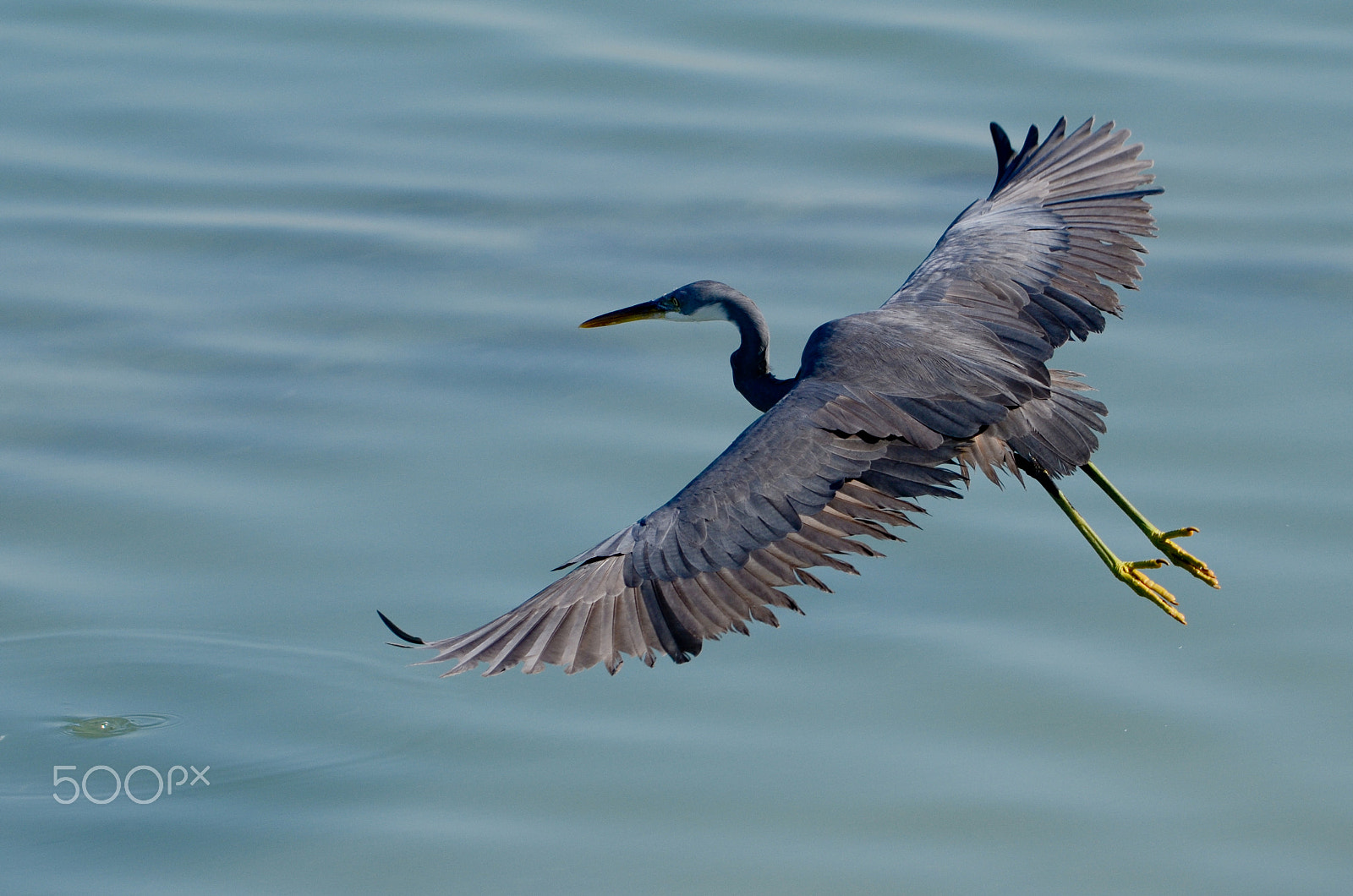 Nikon D7000 + Sigma 24mm F1.8 EX DG Aspherical Macro sample photo. Pacific reef heron photography