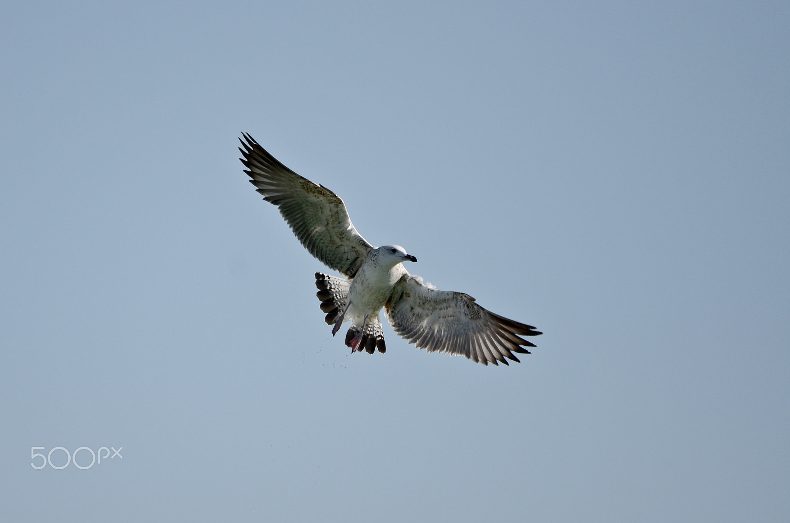 IX-Nikkor 60-180mm f/4.5-5.6 sample photo. Seagull photography