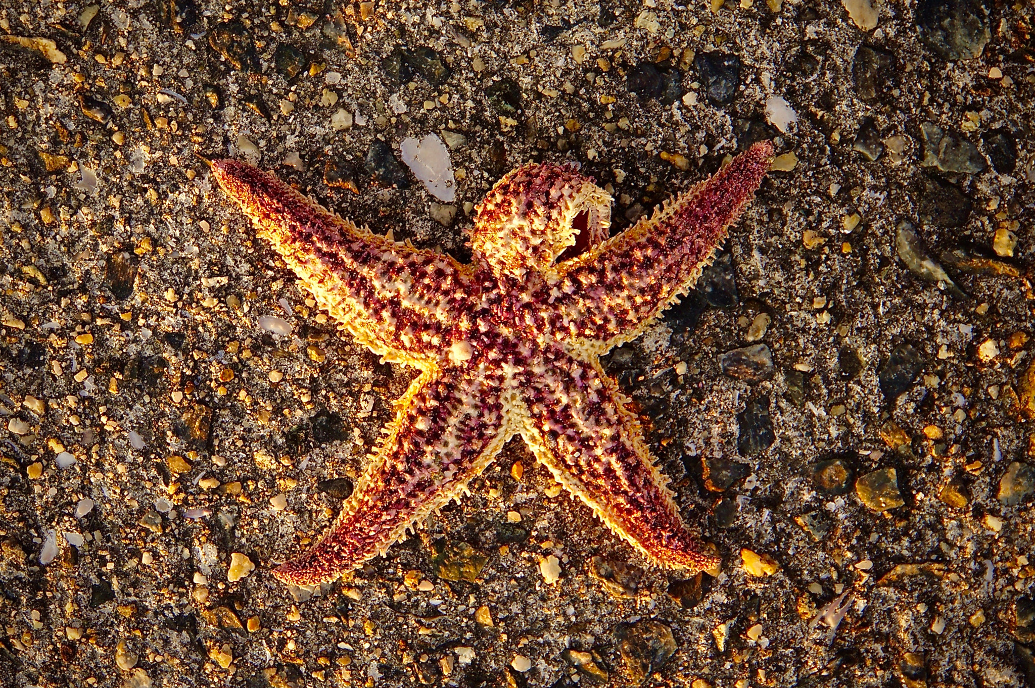 Sony FE 28-70mm F3.5-5.6 OSS sample photo. Starfish photography