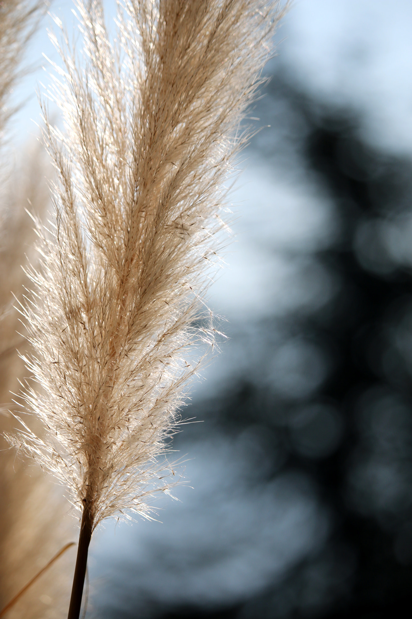 Canon EF-S 55-250mm F4-5.6 IS STM sample photo. Detail photography