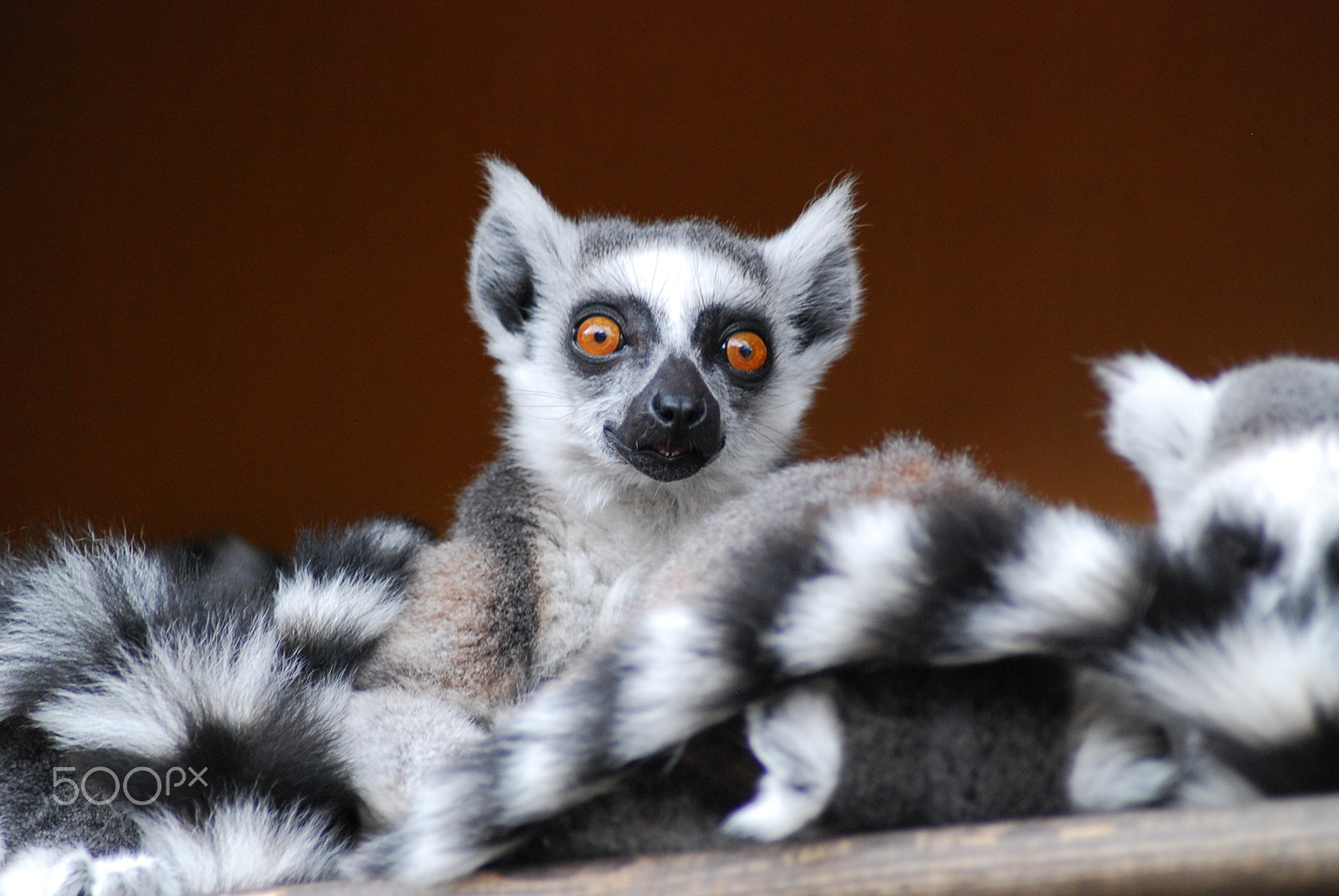Nikon D40X sample photo. Lemur photography
