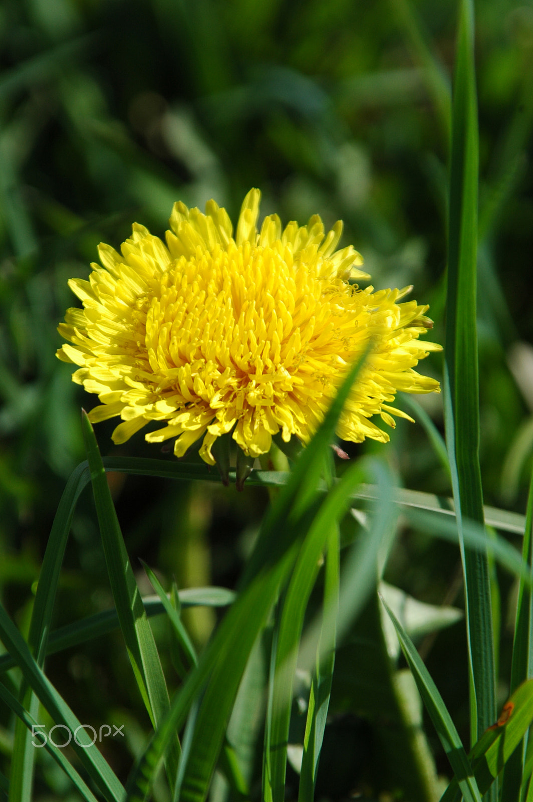 Nikon D70s sample photo. Dandelion photography