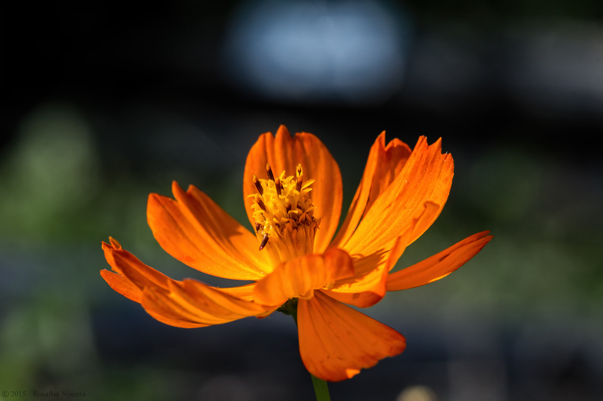 Sony SLT-A58 + Sigma AF 105mm F2.8 EX [DG] Macro sample photo. Openness photography