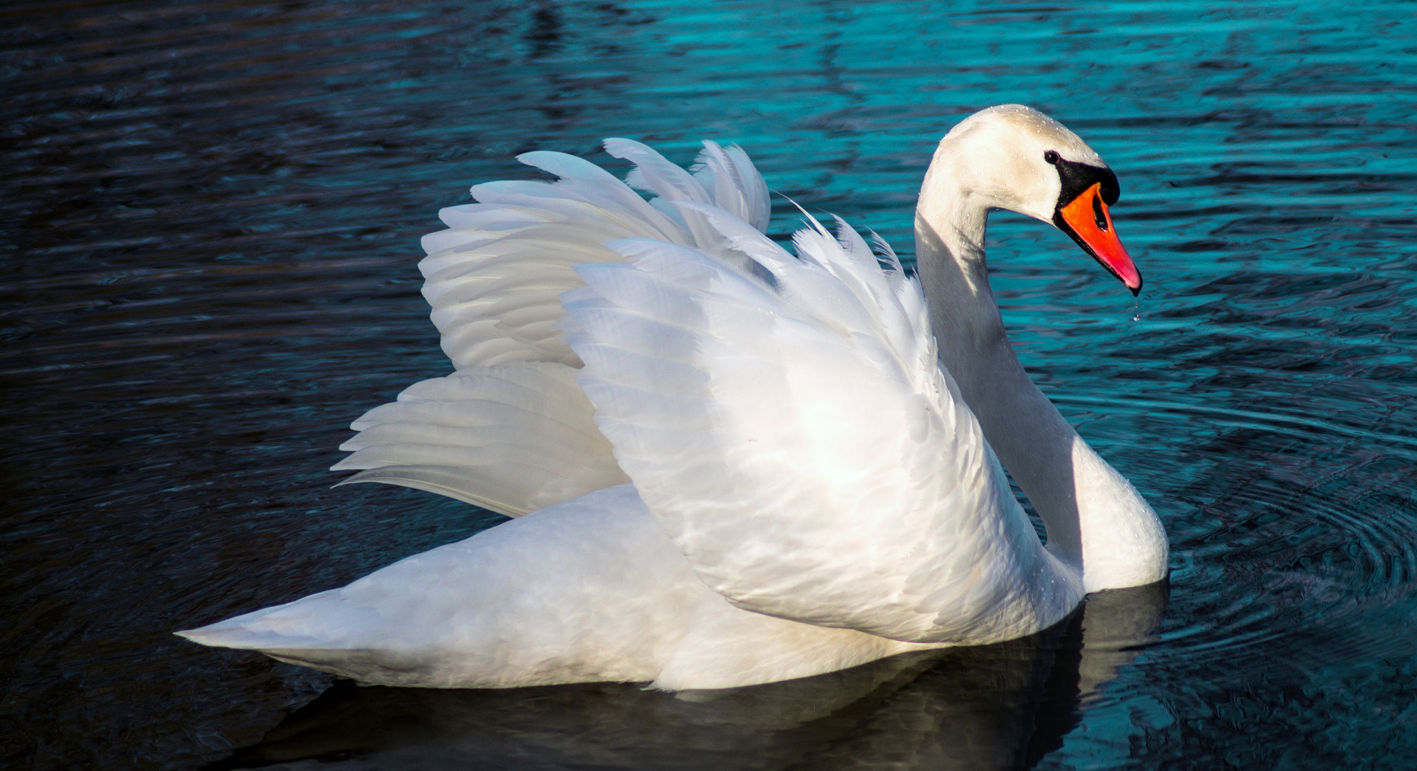 Sony SLT-A37 sample photo. Swan photography