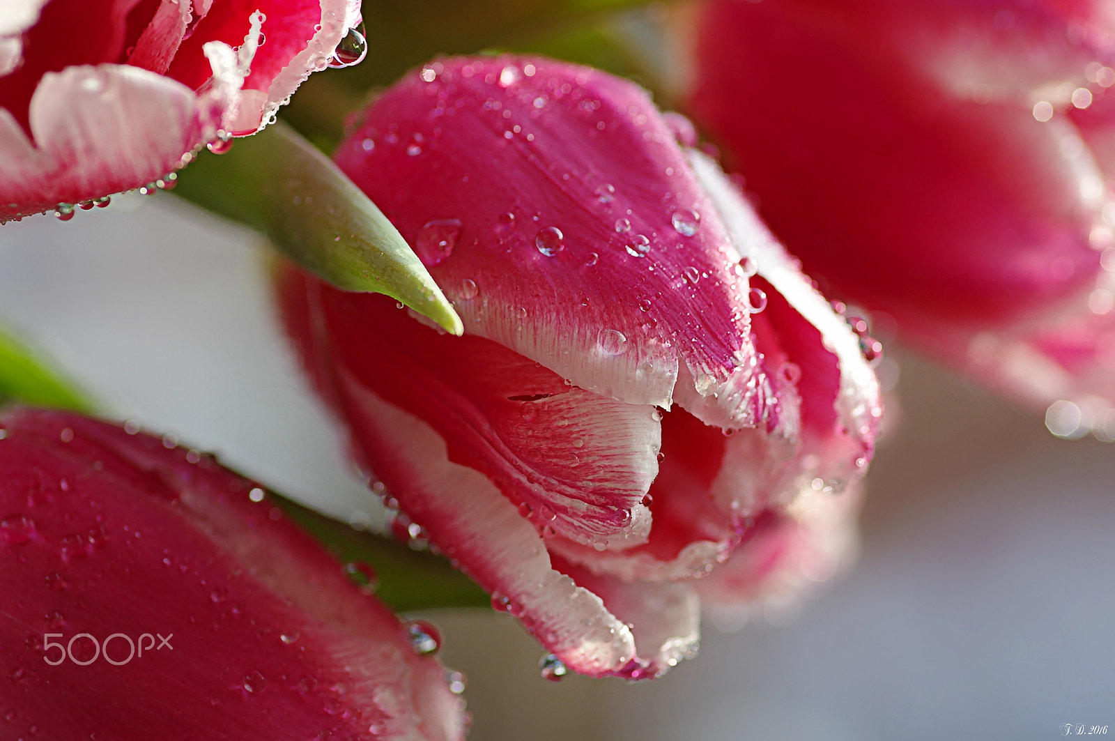 Pentax smc D-FA 100mm F2.8 macro sample photo. Tears of joy.... photography