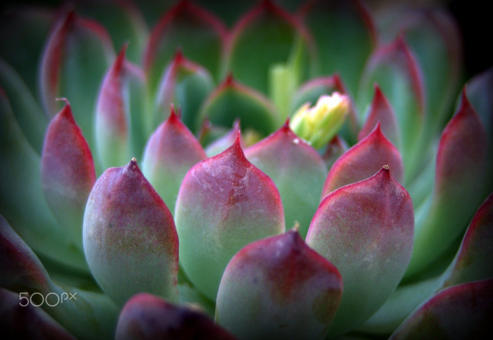 Sigma 28-90mm F3.5-5.6 Macro sample photo. Sempervium photography