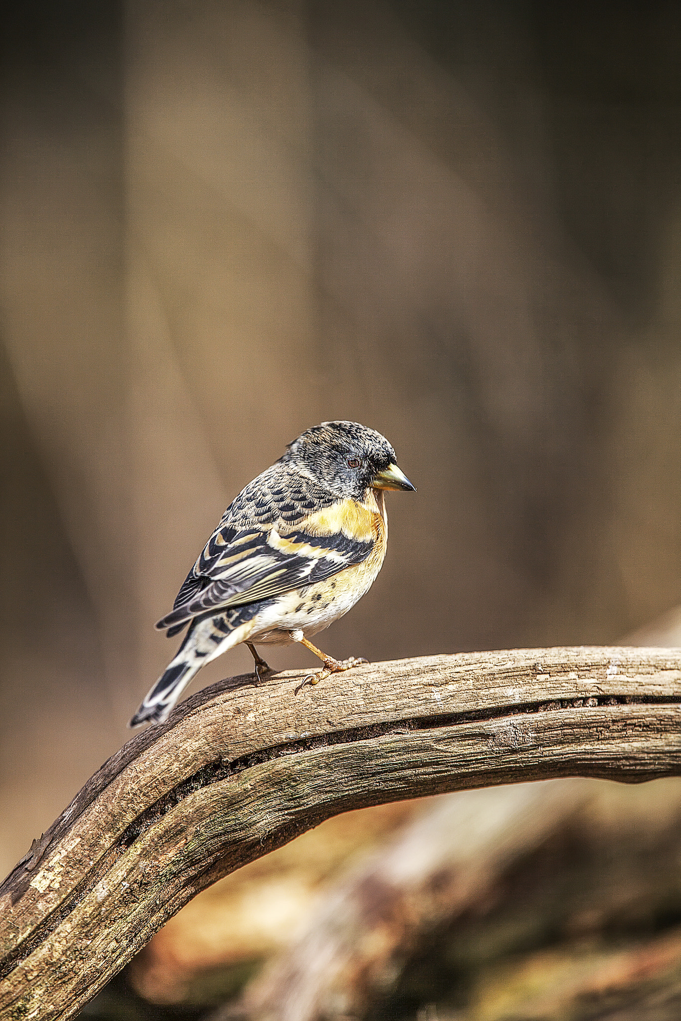 Canon EF 300mm F2.8L IS USM sample photo. Keep photography