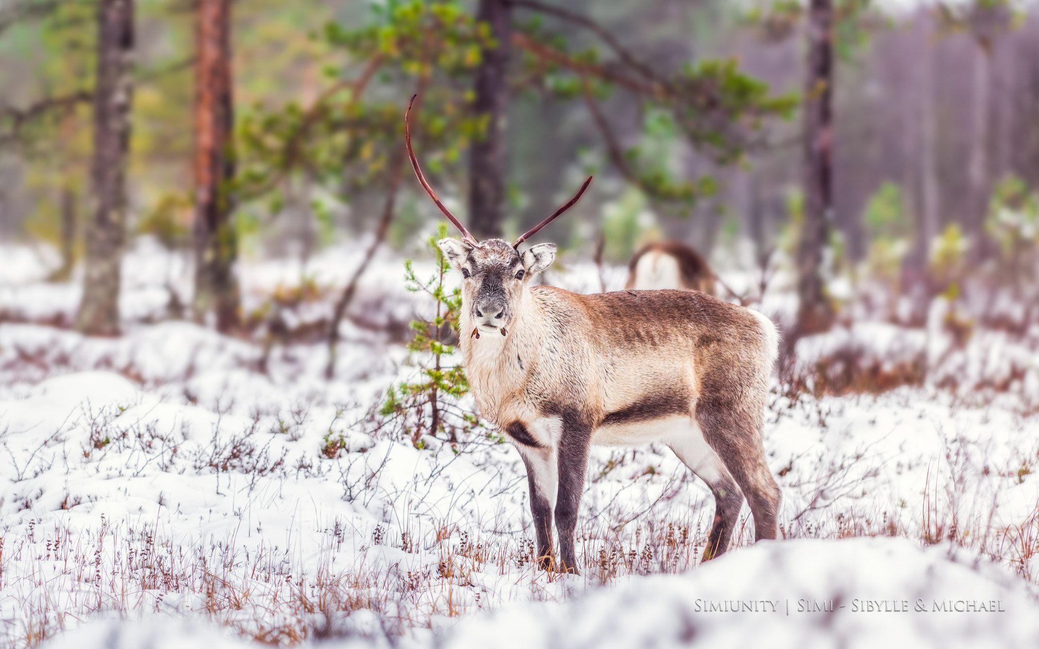 Sony ILCA-77M2 + Minolta/Sony AF 70-200mm F2.8 G sample photo. Jokkmokk photography