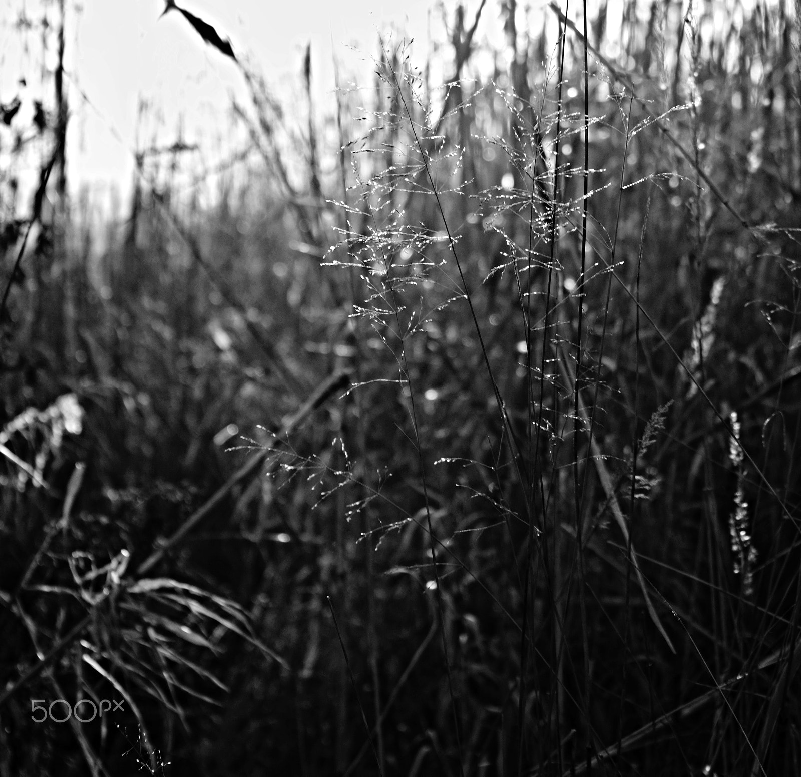 Nikon D3300 + 18.00 - 55.00 mm f/3.5 - 5.6 sample photo. Grass photography