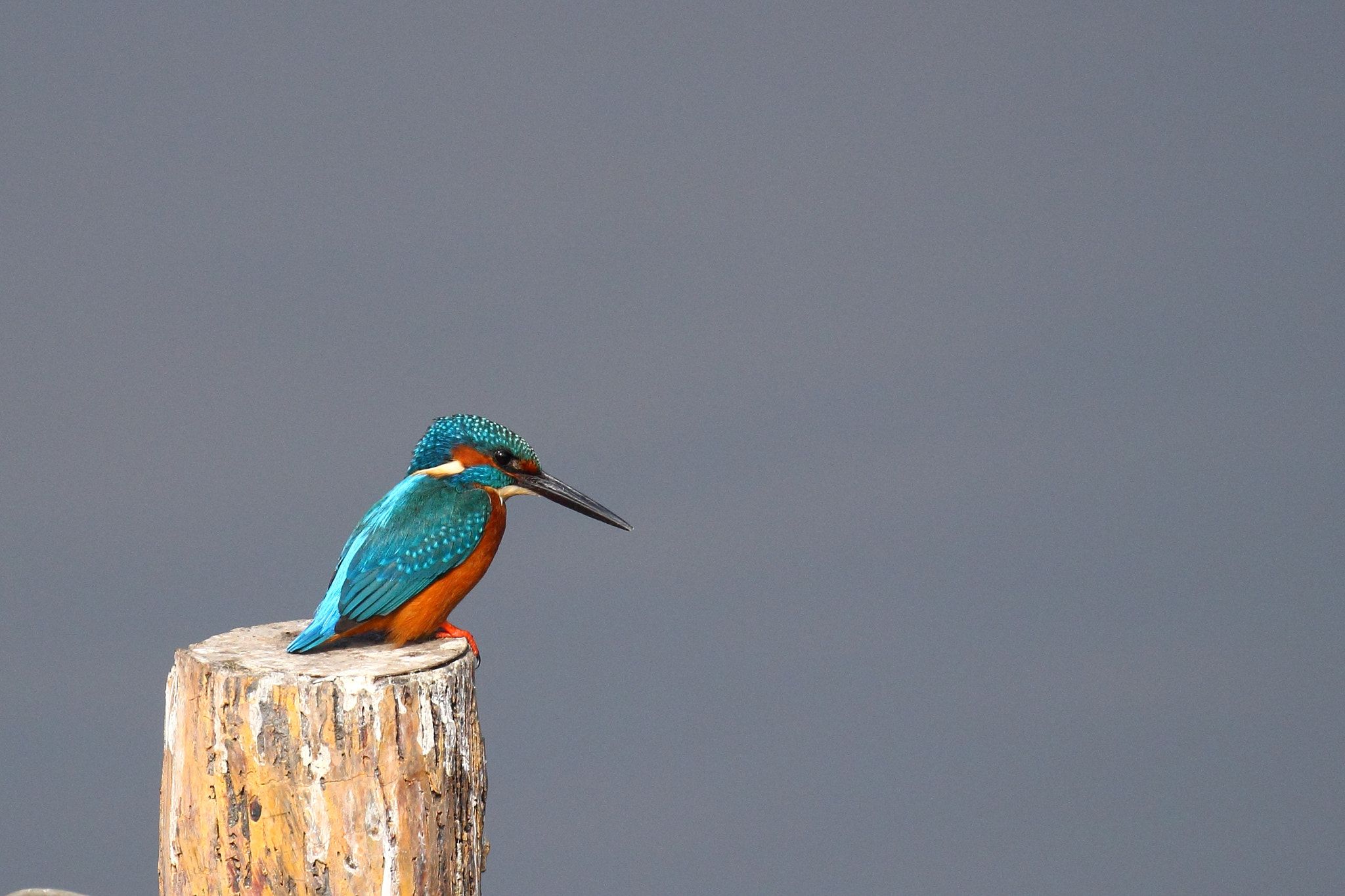 Canon EF 100-400mm F4.5-5.6L IS II USM sample photo. Common kingfisher photography