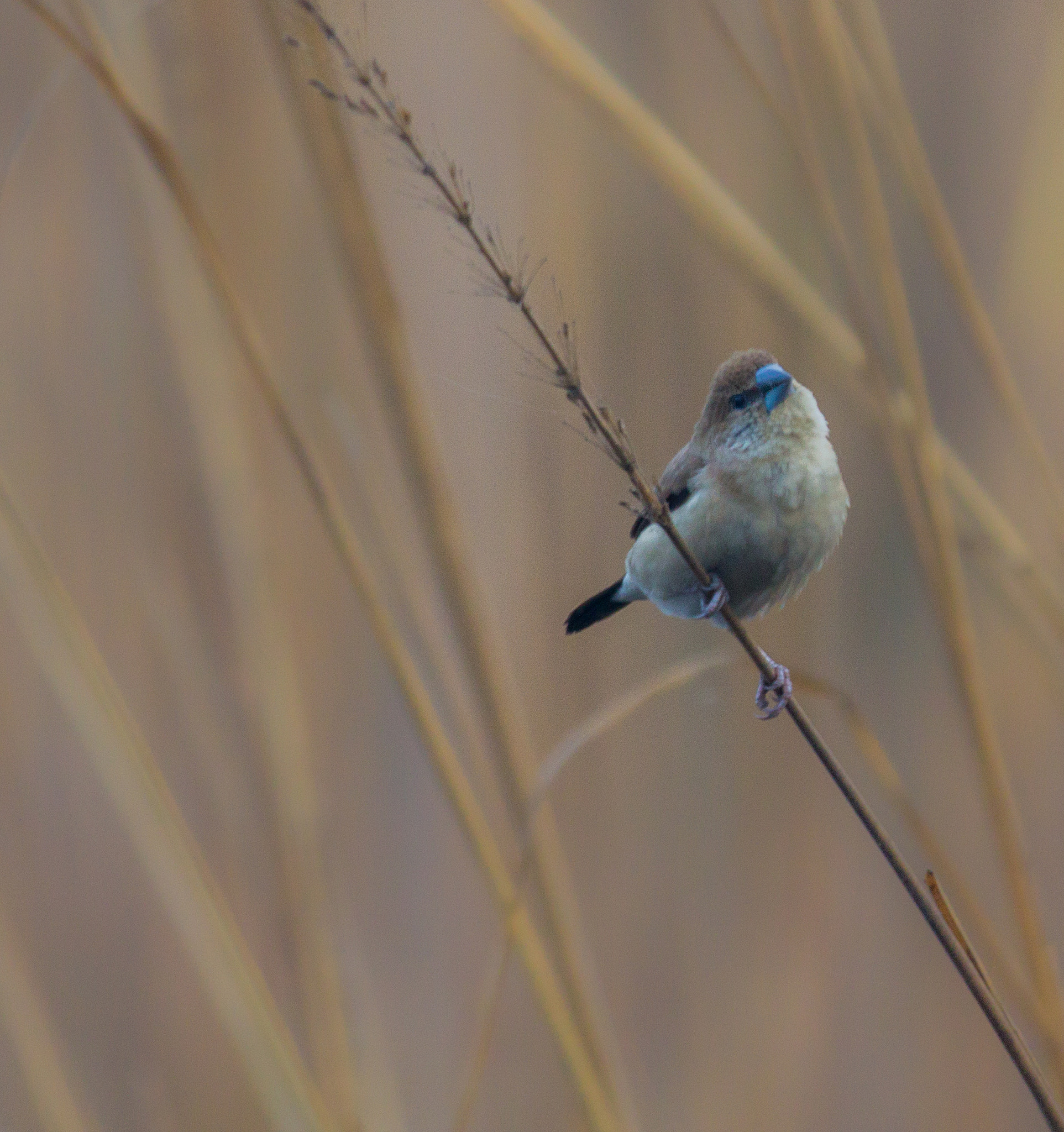 Canon EF 70-200mm F2.8L IS II USM sample photo. Bird photography