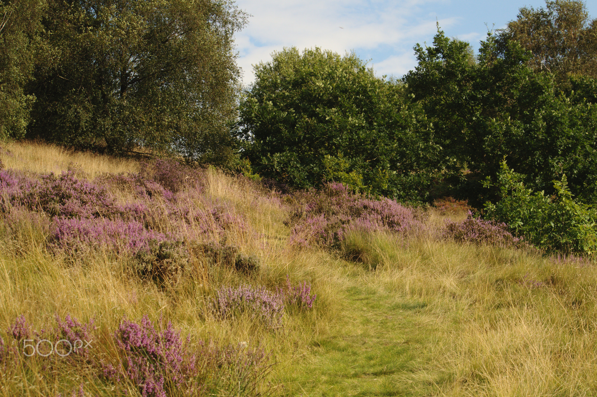 Grassy Path and Purple Heather